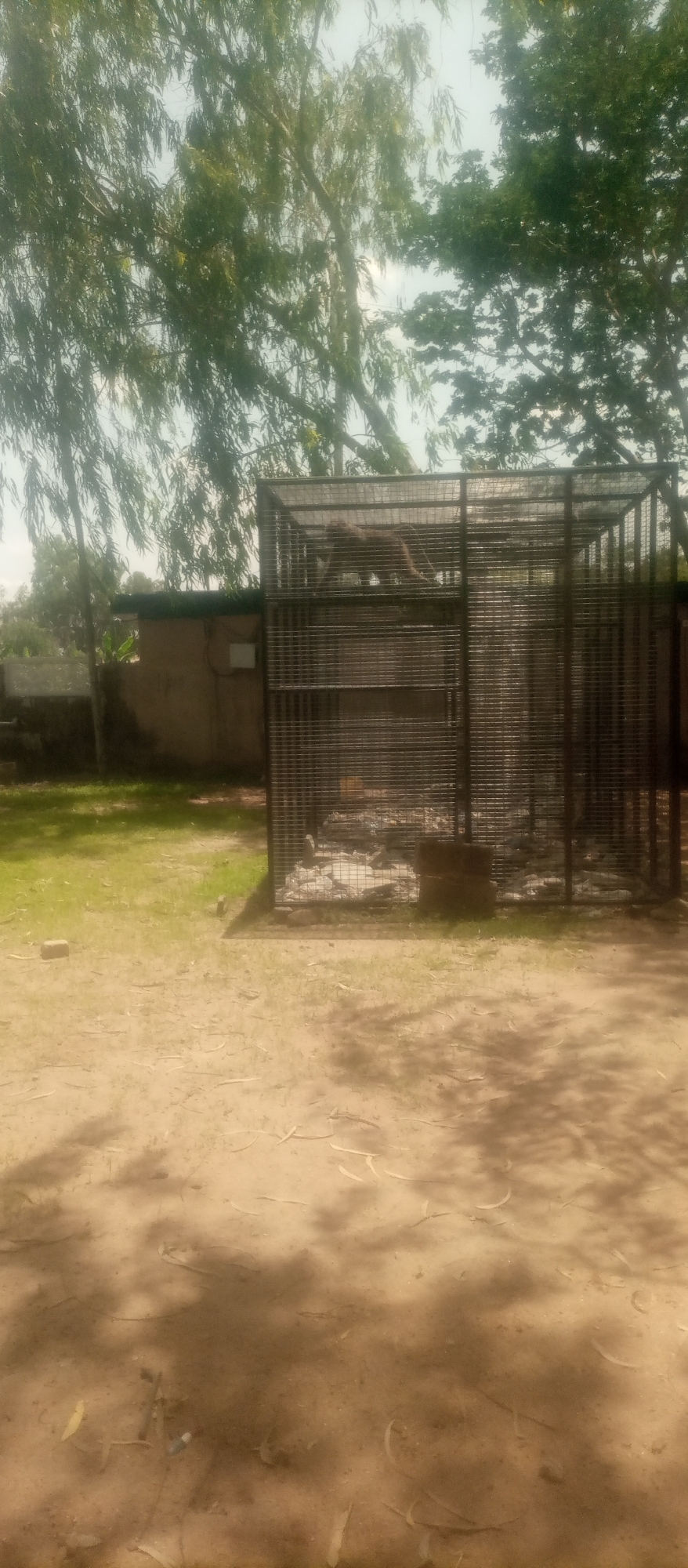 The image depicts an outdoor scene in Kuson, Nigeria, featuring a large, multi-level metal cage or enclosure. The enclosure appears to be made of wire mesh, with a dark metal frame. Inside the enclosure, there are several rocks and some debris. The upper level of the enclosure shows an animal, possibly a primate such as an orangutan, perched on a branch or structure. The animal is brown and appears to be looking to the right.
Behind the enclosure, there is a low, rectangular building with a flat roof, painted a light brown or tan color, with a darker green trim along the top. A white rectangular object is mounted on the side of the building. To the left of the building, some vegetation is visible, and further left, there appears to be a signpost or marker.
The foreground of the image is a dirt or sandy area with scattered leaves and debris. Shadows from trees are cast across this area, suggesting it is daytime, likely mid-morning or afternoon given the angle of the light. The background is dominated by lush green trees with full foliage, indicating a tropical or subtropical environment. The sky is bright and overcast, suggesting a warm, possibly humid day. The overall impression is that of a zoo, wildlife sanctuary, or a similar facility designed to house animals in an outdoor setting. No text is clearly legible in the image.
