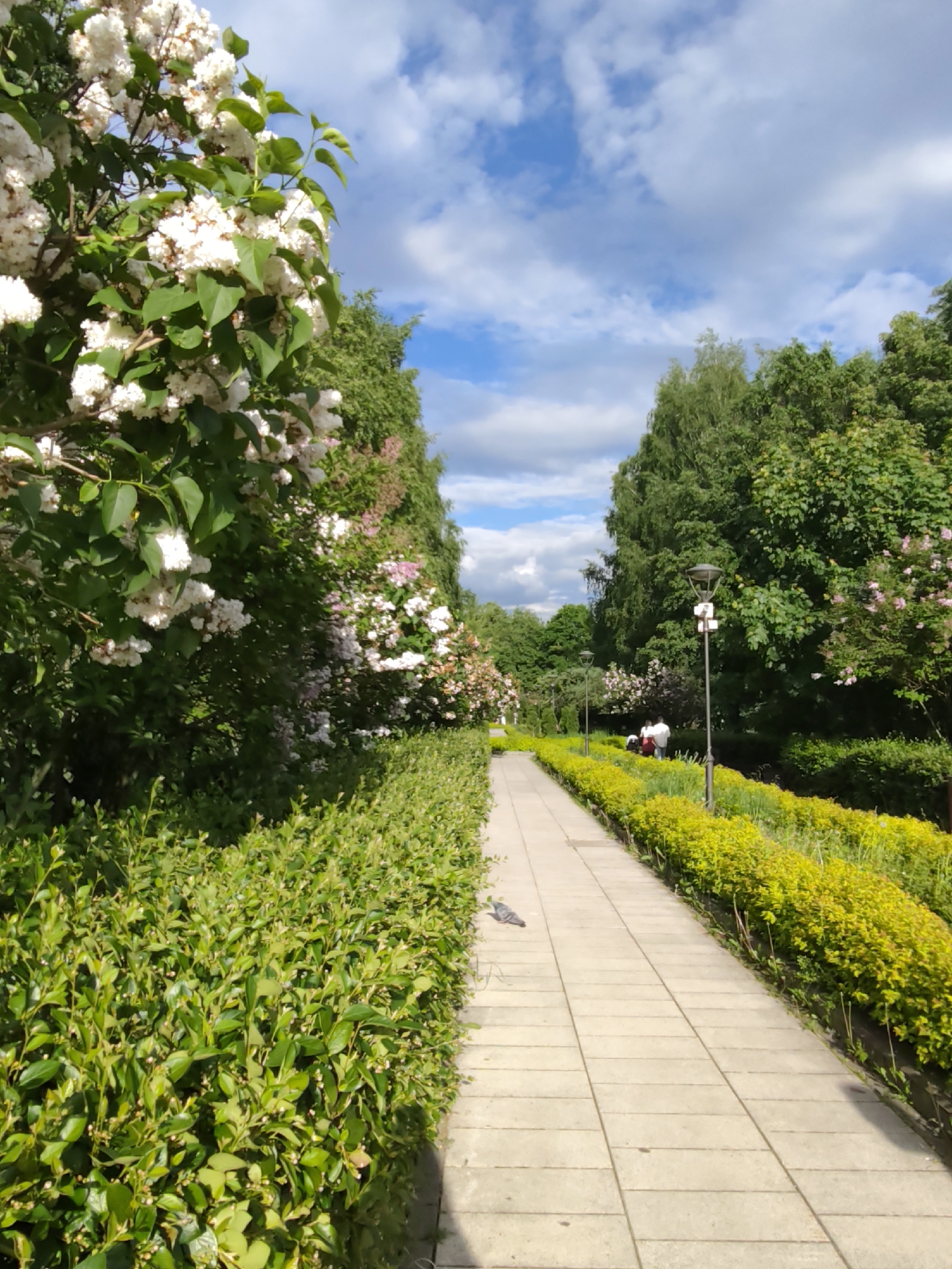 A well-maintained paved pathway extends into the distance, bordered by trimmed hedges on either side, amidst lush greenery and flowering trees, under a partly cloudy sky.
On the left side of the path is a thick, green hedge, while on the right, the hedge is yellow-green and lined with sporadic vegetation and lampposts. Flowering bushes and trees, including some with white blossoms, flank the pathway.
Further down the path, a couple of people are seen near a lamppost, suggesting a park or garden setting. The scene suggests a location in a city, and the mention of Moscow, Russia implies the photograph was taken in a park or garden in that city, although without further context the location cannot be confirmed.