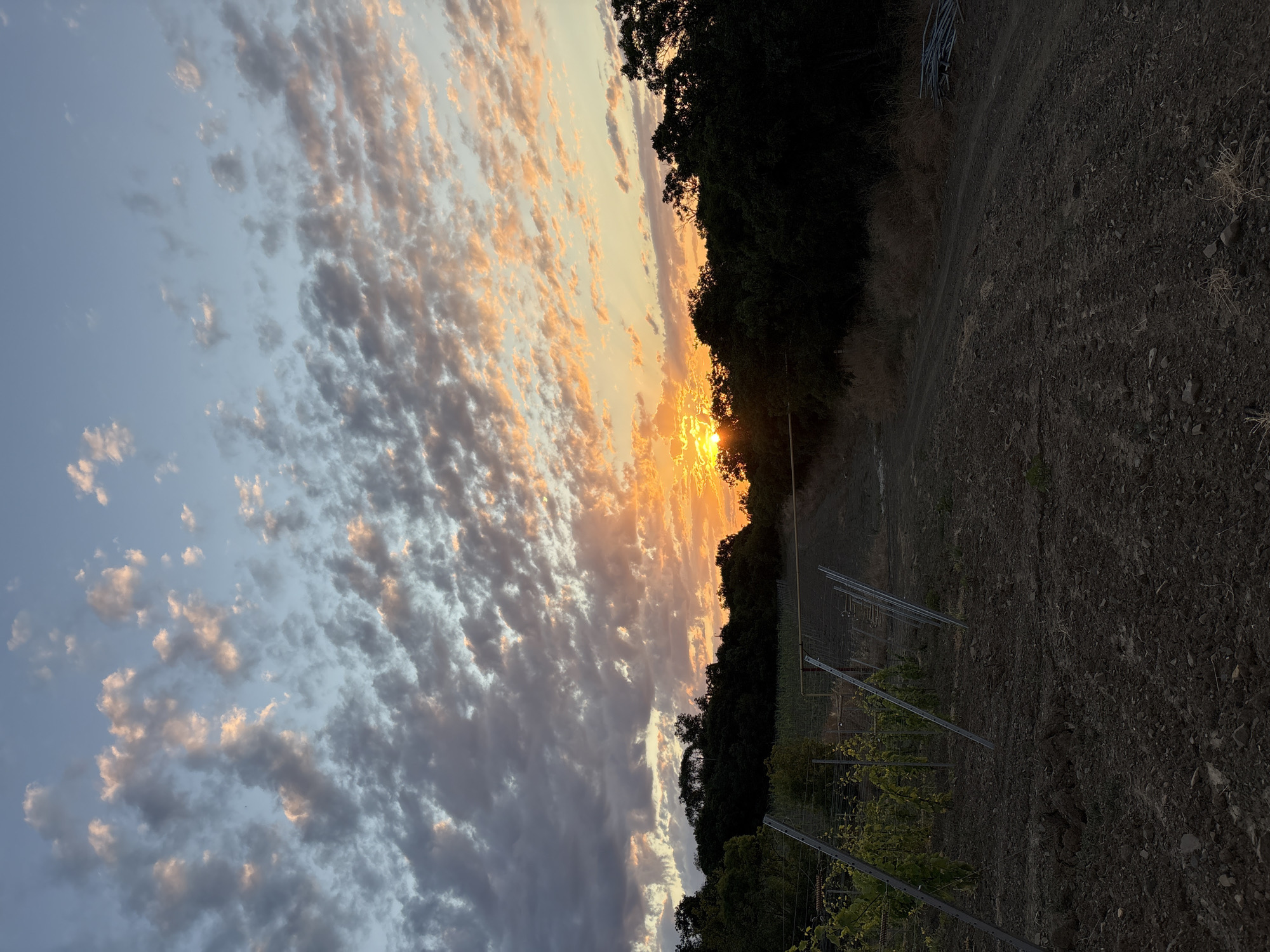 A dirt road leads through a vineyard under a twilight sky. The sun is setting behind a line of dark trees, casting a warm orange and pink glow on scattered clouds. In the foreground, young grapevines are supported by metal stakes. The ground is dark and somewhat uneven, with visible soil and a few scattered stones. The overall scene depicts a rural, agricultural landscape at dusk.