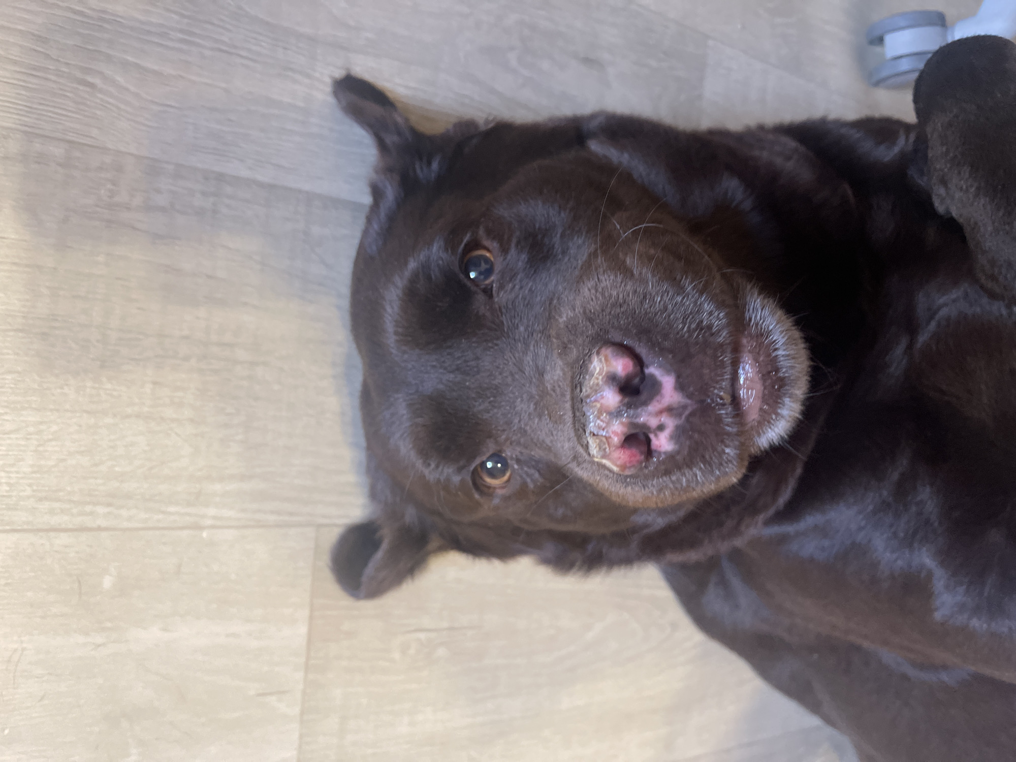 A close-up, upside-down shot of a dark brown dog, possibly a Labrador Retriever, lying on a light-colored wooden floor. The dog's head is tilted, and its eyes are looking towards the camera. Its snout is a speckled pink and brown, with some dry or cracked skin visible. The dog's ears are floppy and appear to be resting on the floor. The wooden floor has a visible grain pattern. In the upper right corner of the image, a light gray object with two wheels is partially visible, suggesting it might be part of a piece of furniture or equipment. The lighting suggests it is daytime, but there are no clear cues about the weather. The dog appears relaxed or curious. There is no visible text in the image. The location context is Mykolaiv, Ukraine, but this cannot be determined from the visual information alone.