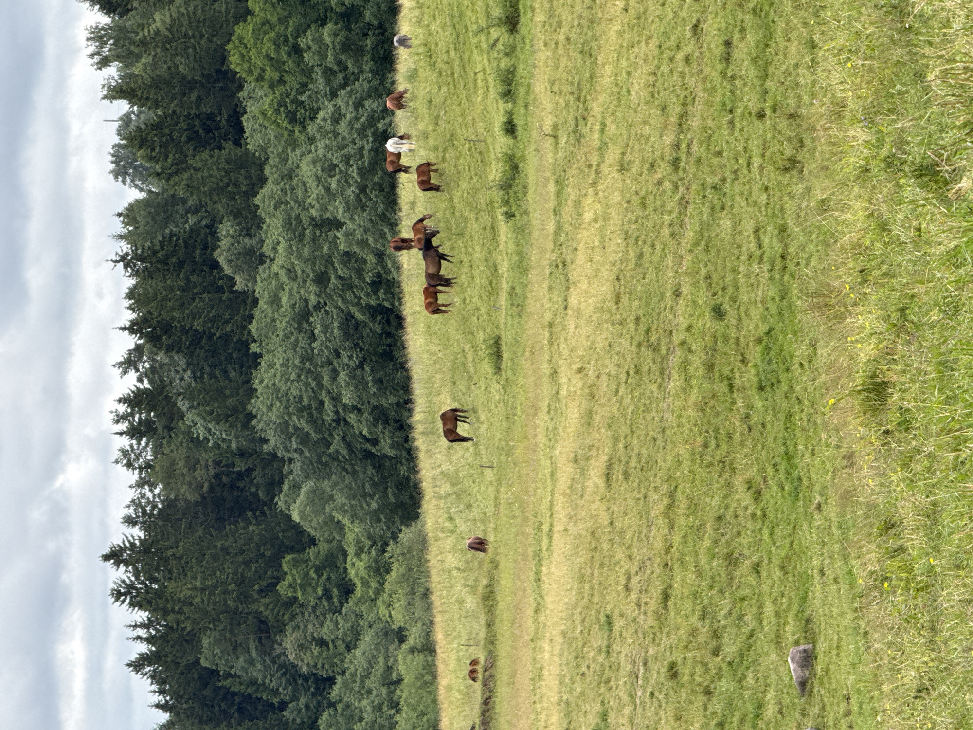 The image depicts a herd of horses grazing in a lush, green pasture. The pasture is situated on a gentle slope, with a dense forest bordering the upper edge of the scene. The sky is overcast, with soft, diffused light illuminating the landscape. In the distance, the trees create a dark green backdrop against the lighter sky. The horses are scattered across the field, some standing and others grazing. The pasture appears to be in Bendoriai, Lithuania, a location known for its picturesque countryside and open fields. The scene is peaceful and serene, with the horses enjoying their natural habitat.