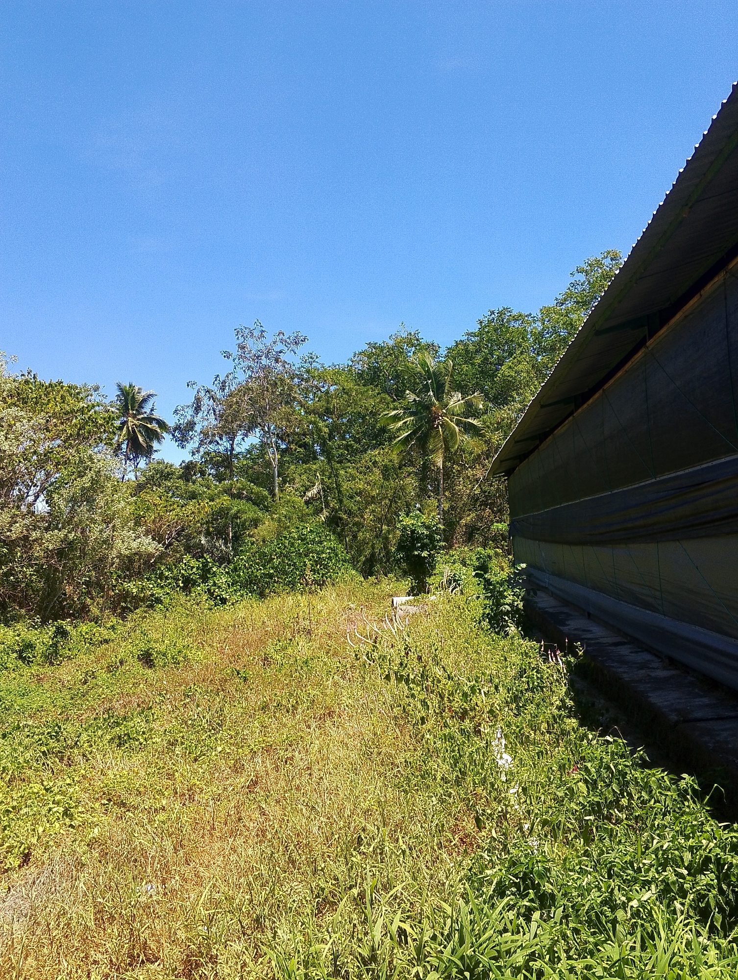 A bright, clear blue sky dominates the upper portion of the image, casting a shadow over the scene. In the foreground, a dense growth of tall, dry grass, interspersed with greener weeds, covers the ground. To the right, a long, dark-colored structure with a corrugated metal roof runs diagonally across the frame. This building appears to be a greenhouse or a similar agricultural structure, covered with dark netting and supported by wooden beams. Behind the grass and the building, a lush, green forest rises, characterized by various trees, including palm trees. The foliage is dense and varied, suggesting a tropical environment. The overall impression is one of an outdoor scene, likely in a rural or semi-rural area of Tomohon, Indonesia, where agricultural structures are common amidst abundant vegetation. There are no people or animals visible in the image.