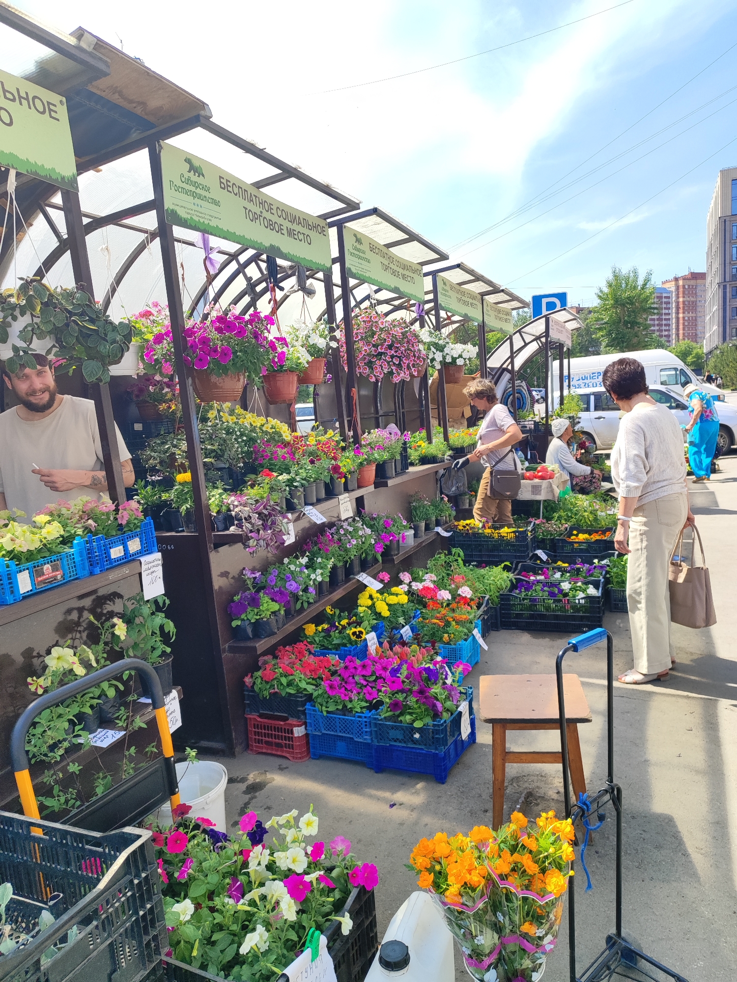 The image depicts an outdoor plant and flower market operating under open-sided stalls with translucent roofs, located in an urban setting of Novosibirsk, Russia. The time is daytime, under a clear, bright blue sky with scattered white clouds. In the foreground, various gardening and market items are present. On the bottom left, black plastic crates contain green plant seedlings. A black and yellow metal step ladder is partially visible behind these crates, with a white bucket beside its base. In the center, a wooden stool with a light brown top and dark legs stands on the concrete ground. To the stool's right, a black two-wheeled hand truck with a blue handle is positioned. Attached to the hand truck, by a blue cord, are two bouquets of vibrant orange flowers, each wrapped in clear plastic with a pink ribbon, standing upright in a white container. The ground throughout the market area is paved with concrete. The midground is dominated by a series of four interconnected market stalls arranged linearly. Each stall features a metal frame supporting a translucent or clear roof panel. Green rectangular signs are prominently displayed on the front of the stalls. The visible signs read "Сибирское Гостеприимство" (Sibirskoe Gostepriimstvo - Siberian Hospitality) at the top, and "БЕСПЛАТНОЕ СОЦИАЛЬНОЕ ТОРГОВОЕ МЕСТО" (BESPLATNOE SOTSIALNOE TORGOVOE MESTO - FREE SOCIAL TRADING PLACE) in white lettering on a green background, accompanied by a bear logo. The stalls are densely populated with potted plants and flowers of various species and colors, primarily petunias and other annuals. These are displayed on tiered shelving units built into the stalls and in numerous blue and red plastic crates placed on the ground level. Hanging baskets with foliage are suspended from the stall structures. On the far left, behind a counter within the first stall, a man with a beard and short dark hair, wearing a light-colored t-shirt, stands smiling towards the viewer. He holds a small white object in his right hand. In front of him, on the counter, are blue plastic crates filled with small yellow and pink flowering plants. A handwritten sign, partially obscured, displays "00 66" and text that appears to be "рассада для каждого" (rassada dlya kazhdogo - seedlings for everyone) followed by a price "180-". Further right, within the central stalls, a woman with short blonde hair, wearing a light-colored top and brown pants, examines plants in the crates. She carries