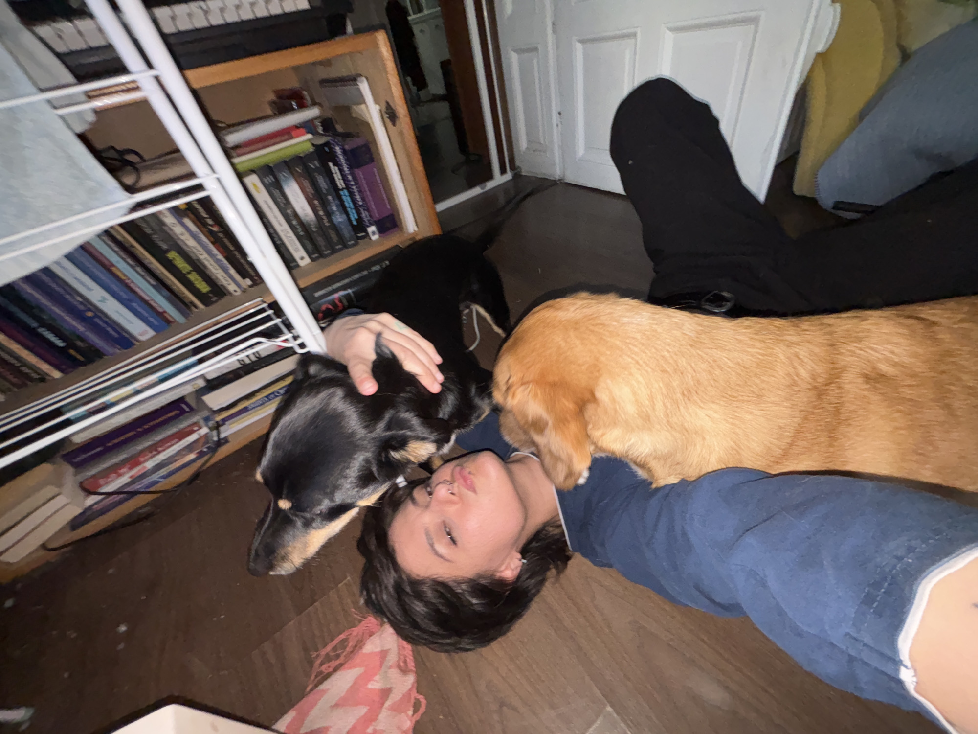 A person with dark hair is lying on a wooden floor. The person is wearing a blue long-sleeved shirt. A black and tan dachshund is near the person's face and a tan-colored dog is lying on the person's chest. The person's hand is resting on the back of the dachshund. Behind the person is a shelf of books, and a keyboard is on the top shelf. A partial view of a person sitting on the floor wearing dark pants and light jeans is visible. A door is visible in the background. The location is unspecified, and there is no evidence to support the location being Sofia, Bulgaria.