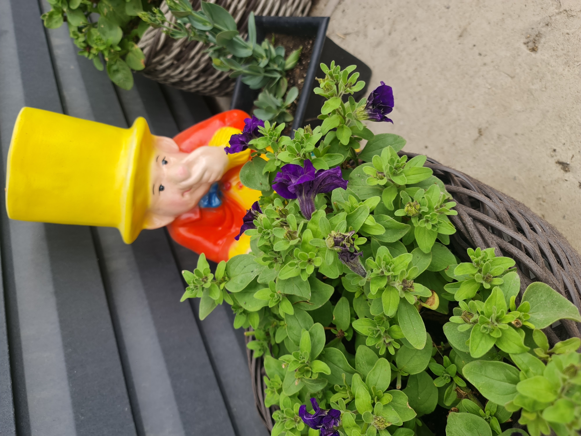 In a close-up shot, a garden gnome figurine with a yellow top hat and red jacket is positioned behind a woven planter filled with vibrant green foliage and purple petunias. The gnome is touching its nose with its right hand. To the right of the planter, a black pot contains a tall, slender green plant. The backdrop is a dark grey, horizontally ribbed wall. The scene appears to be outdoors, possibly a garden or patio, with a concrete surface in the foreground. The location is identified as Angarsk, Russia.