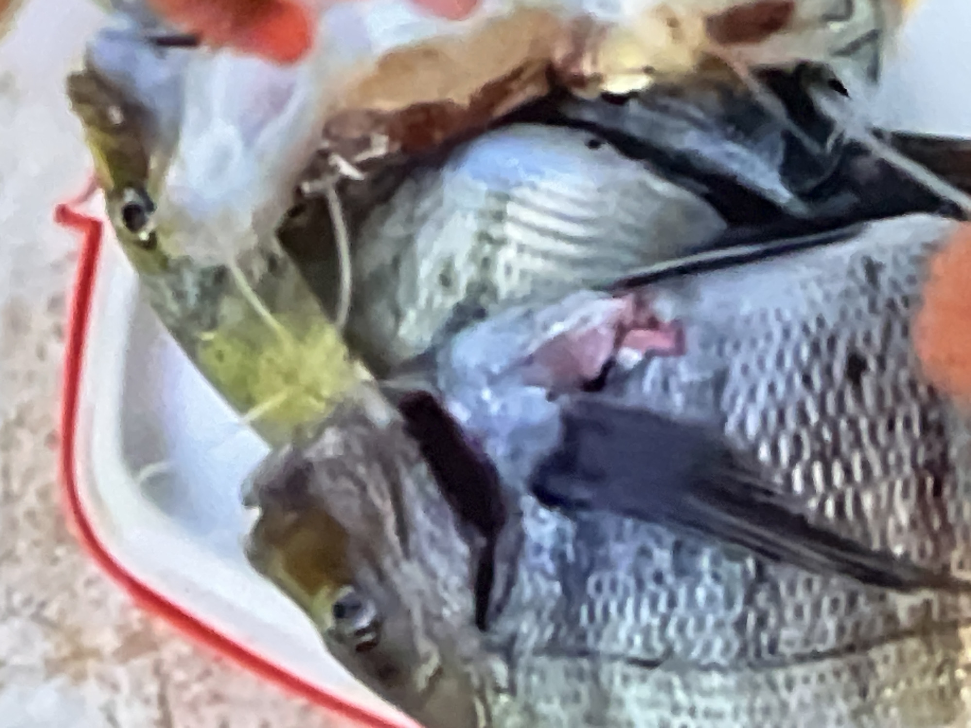 The image is a close-up, slightly blurry photograph of two dead fish, likely being prepared for consumption. One fish, with dark scales and a prominent fin, is positioned in the foreground. Its mouth is slightly open, revealing some pinkish interior. Another fish, with a greenish back and a lighter belly, is positioned behind and slightly above the first. It appears to be partially cut or opened. Both fish are lying within a white container that has a red rim. The background is out of focus, showing a mottled surface that could be a table or countertop. The scene suggests a domestic or market setting where fish are handled for food. There is no indication of the city of Casablanca, Morocco, in the visual information provided.