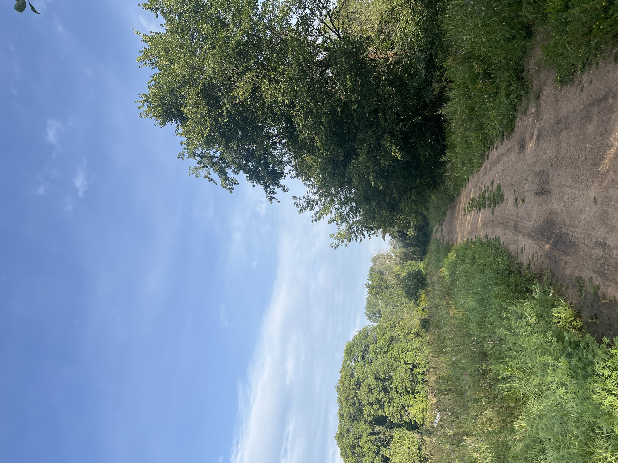 The image depicts a dirt road winding through a rural landscape under a blue sky with scattered white clouds. Lush green vegetation, including tall grass and trees, lines both sides of the road. The road appears to be unpaved, with tire tracks visible in the dirt. The scene suggests a natural, possibly undeveloped area. The location of Alekseevka, Russia, is provided as context, implying this is a scene from that region. There are no people or animals visible in the image.