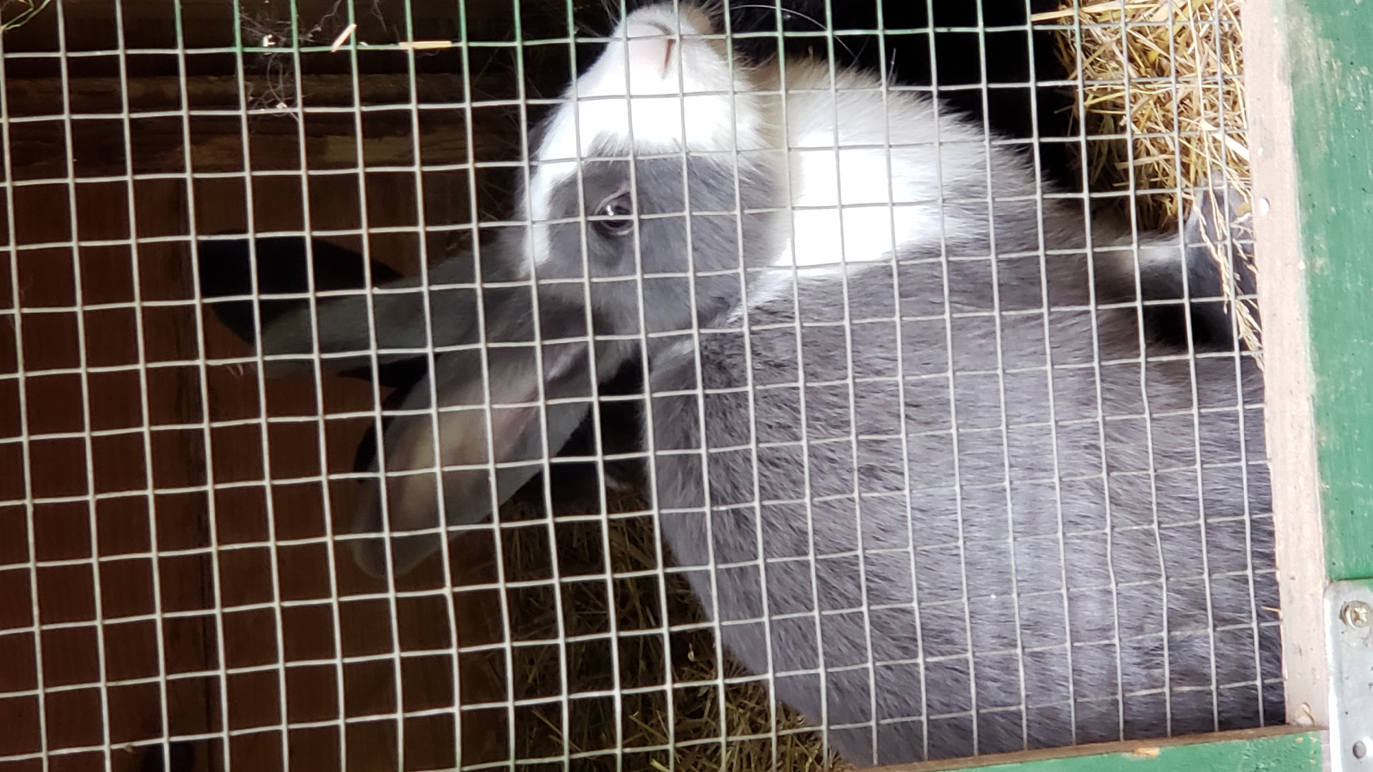A grey and white rabbit is inside a wire cage with straw bedding. The cage is made of wooden planks and wire mesh. The rabbit is facing to the right, with its head partially obscured by the wire. Its left eye is visible. The rabbit has grey fur on its body and head, with a white chest and muzzle. The cage is likely located in a rural or semi-rural setting, possibly a farm or a backyard, given the presence of straw and the rustic construction of the cage. There is no indication of the specific location within the city of Prešov, Slovakia, or any people or actions occurring in the scene.
