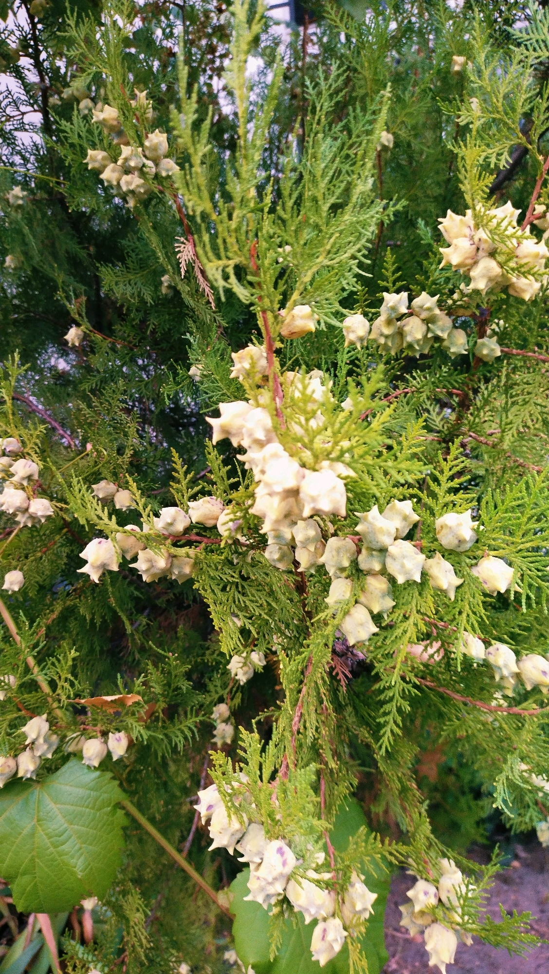 The image is a close-up, vertically oriented photograph of a tree branch covered in numerous small, light-colored, cone-like structures and feathery green foliage. The cone-like structures appear to be seed cones or fruit. The branch is a conifer, likely a species of cypress or cedar, with fine, scale-like leaves arranged in flattened sprays. The background is a blur of darker green foliage, suggesting the tree is dense. A large, veined green leaf, possibly from a vine, is visible in the lower left corner. The lighting suggests it is daytime, possibly late afternoon given the soft light. The image does not contain any people or signs of human activity, and there are no discernible elements that would specifically place it in Horishni Plavni, Ukraine. The overall impression is of natural growth within a garden or park setting.