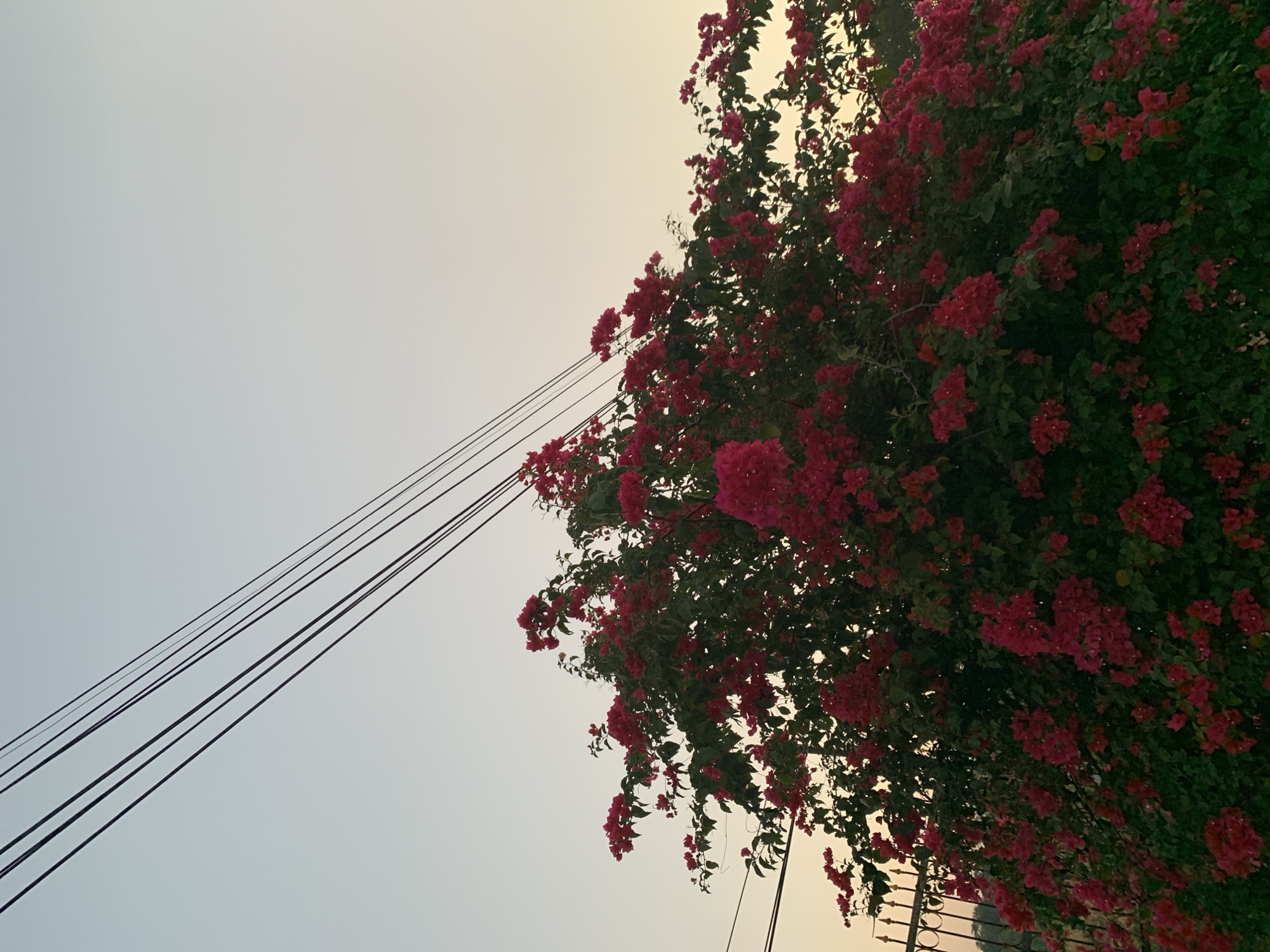 This image captures a vibrant bougainvillea bush under a pale, subtly gradient sky in the city of Maospati, Indonesia. Four dark utility lines traverse diagonally across the upper left and central sky. The dense bougainvillea bush, rich with dark green foliage, is profusely covered in clusters of bright fuchsia-magenta flowers, dominating the lower two-thirds of the frame. A dark metal fence or gate, featuring vertical bars, is partially visible on the far left, bordering the bush. The sky transitions from a light, clear blue-grey at the top to a warmer, soft yellow-orange tone near the horizon line, indicative of either sunrise or sunset. No people are visible.