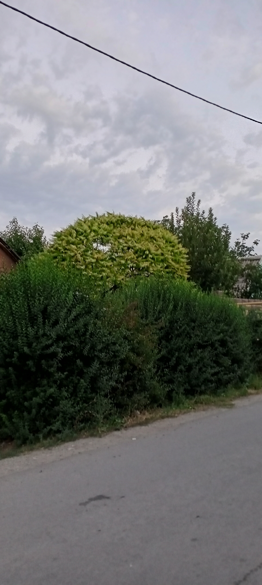 A photograph taken from a street level perspective shows a dense, dark green hedge in the foreground. Behind the hedge, a large, light green tree with feathery leaves dominates the midground. To the left of this tree, a portion of a brick building is visible. Further back, various other trees and foliage create a layered effect. The sky above is overcast with grey clouds, and a black wire is visible stretching diagonally across the upper portion of the frame. The scene depicts a residential or park-like area in Sokuluk, Kyrgyzstan, with a paved road in the immediate foreground. There are no people or animals visible in the image.