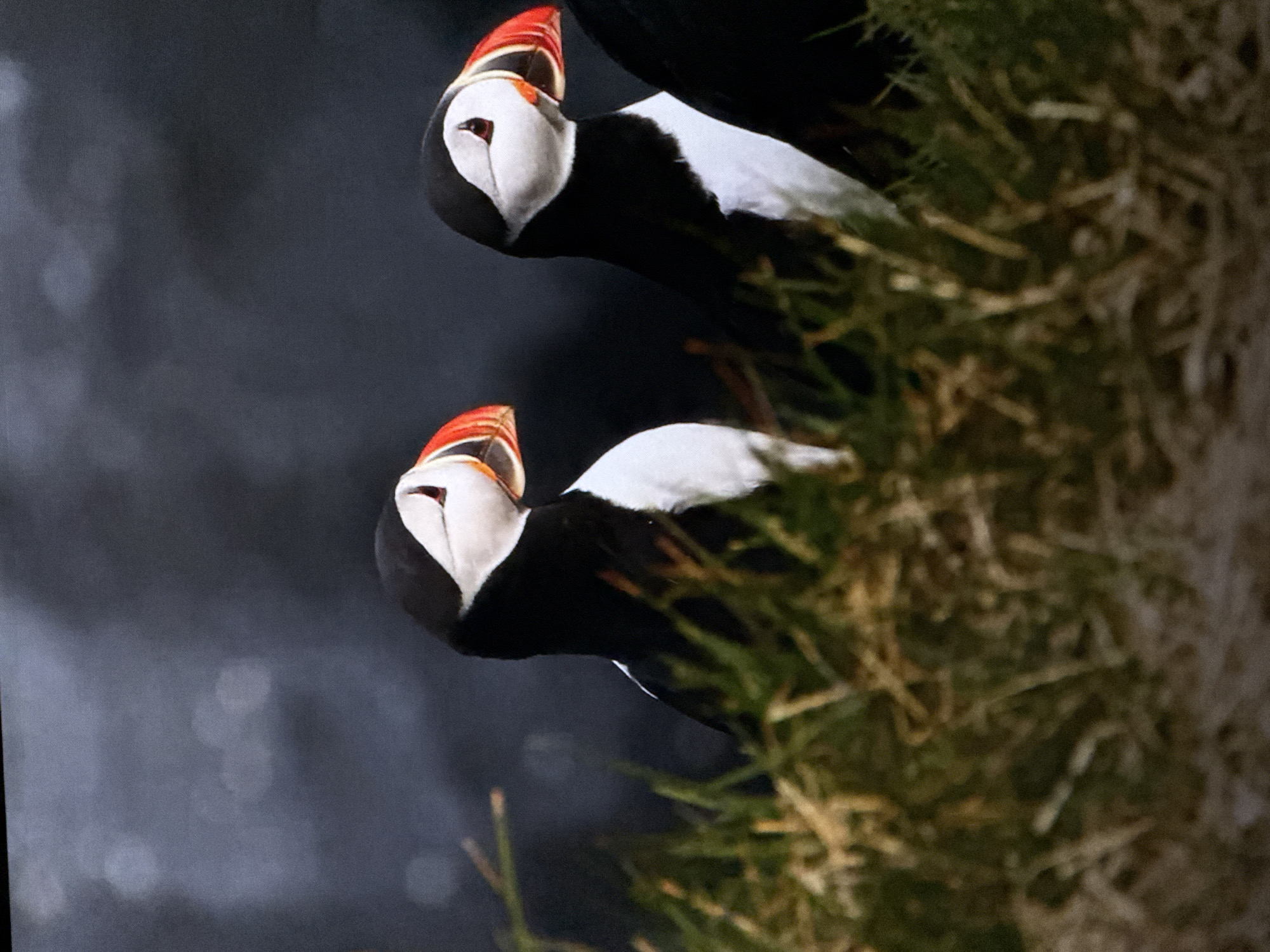 Two Atlantic puffins are depicted in the foreground, partially obscured by tall, dry grass. The puffin on the left is facing to the left, while the puffin on the right is facing to the right. Both birds have black backs, white undersides, and distinctive orange beaks with grey markings. Their eyes are small and red. The background is dark and out of focus, with some blurred circles of light. The image is a photograph taken in natural light. There is no indication of the city of Saratov, Russia, within the image.