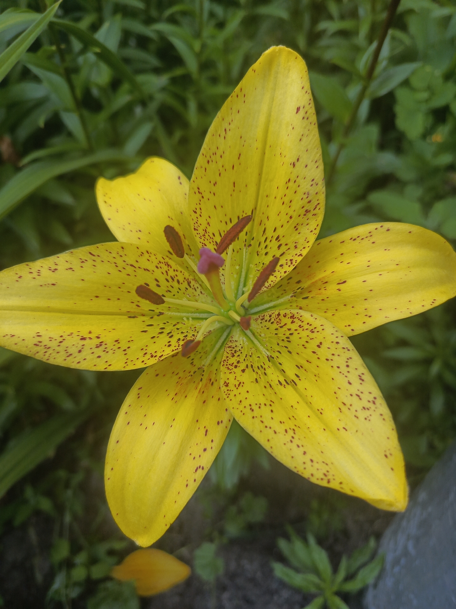 A close-up, eye-level shot shows a vibrant yellow lily with dark red speckles. The flower is in focus, with its six petals spread outwards, revealing brown stamens tipped with pink. The background consists of blurred green foliage and dark soil, suggesting an outdoor garden setting. There is a large gray rock on the right side of the frame. The image does not depict any people or actions, and there is no identifiable context for the city of Samoylovka, Russia.