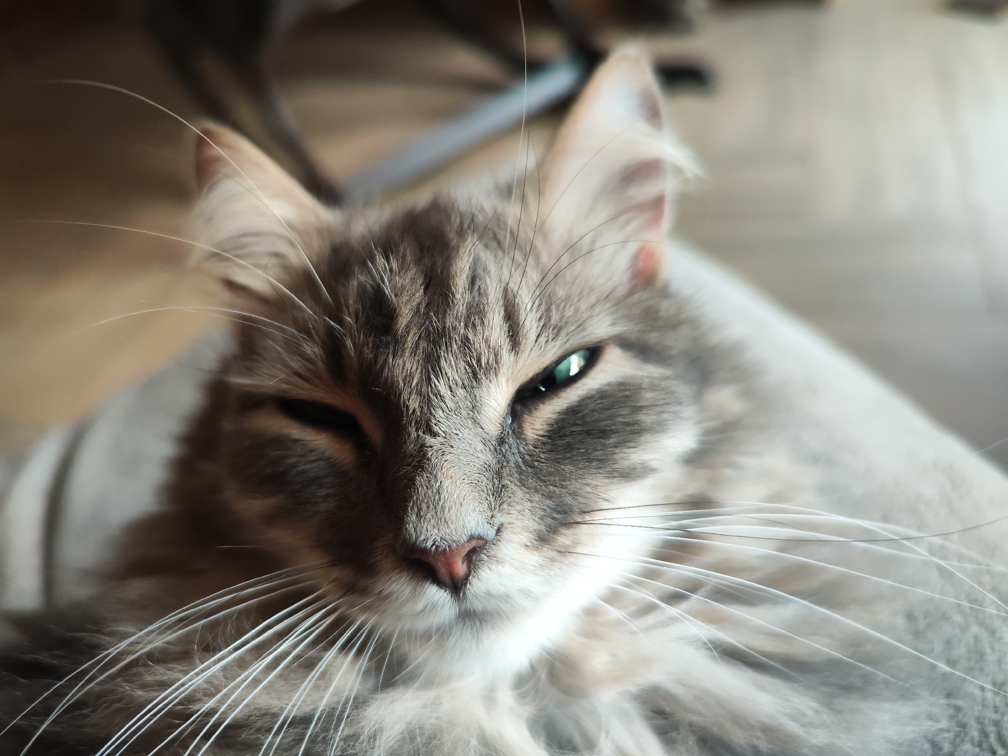 A close-up photograph depicts a gray tabby cat with long whiskers, partially closed eyes, and a pink nose. The background is blurry but suggests a light-colored surface. No evidence suggests the location to be Chaikovsky, Russia.