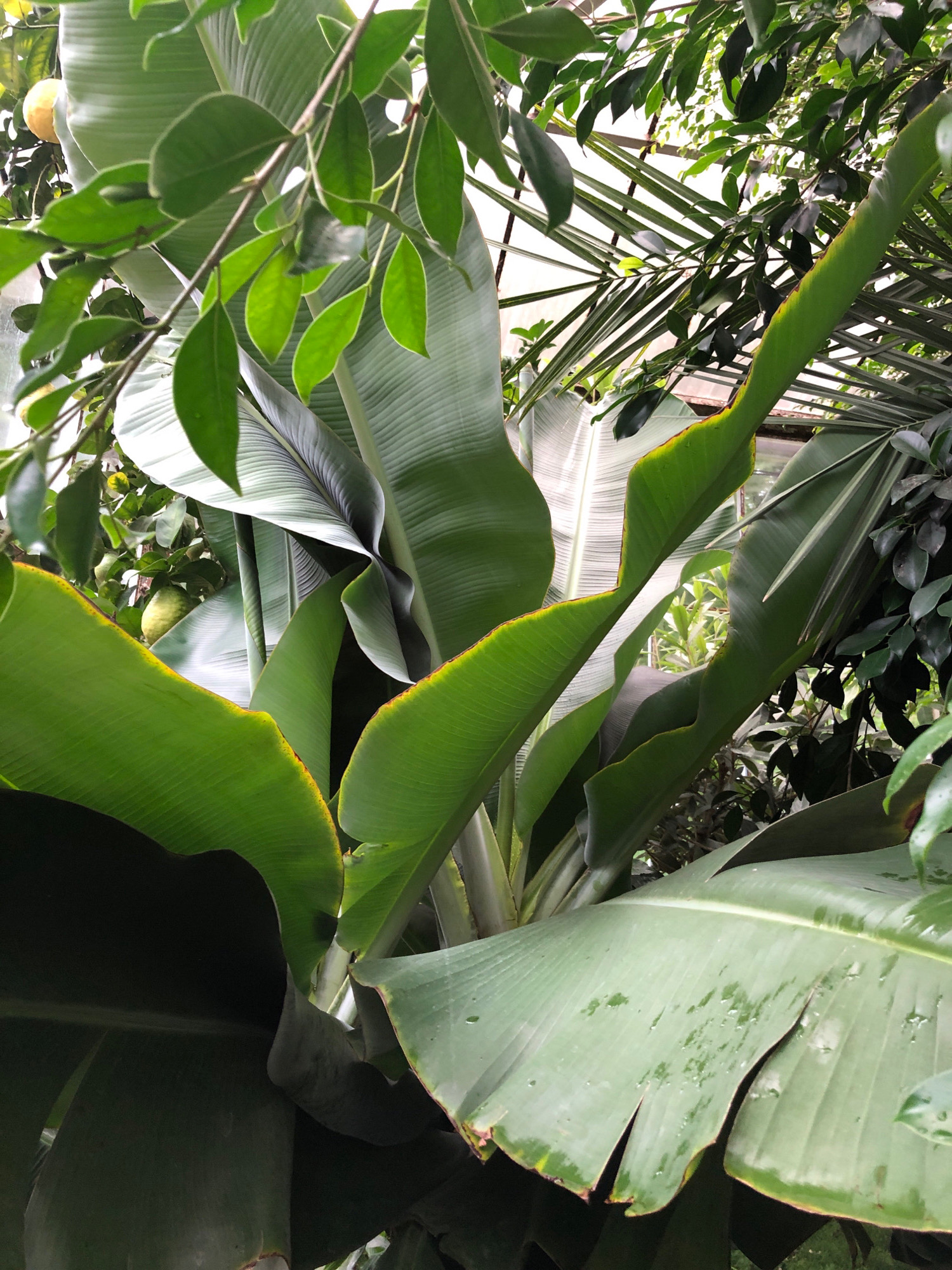 The image shows a close-up of lush green foliage, dominated by large banana leaves with some yellowing at the edges. The leaves are wet, suggesting recent rain or watering. Interspersed are smaller, darker green leaves from other plants and some thin, feathery fronds. In the background, a yellow, lemon-like fruit is visible on a branch, partially obscured by leaves. The overall impression is of a dense, tropical greenhouse environment. The image does not contain any information that would allow for determining its location within the city of Lviv, Ukraine, nor does it depict any people or observable actions.