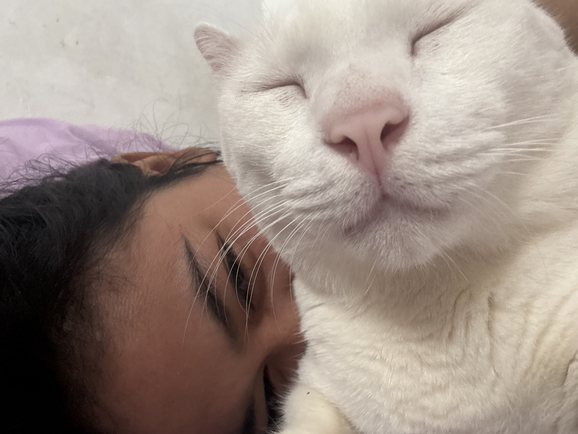 A close-up shot shows a person with dark hair lying down next to a white cat. Both the person and the cat have their eyes closed, suggesting they are sleeping or resting. The cat's face is in the foreground, with its pink nose and closed eyes prominently displayed. The person's face is partially visible in the background, with a hint of a smile. The background is out of focus, with a glimpse of a purple pillow or blanket. The specific location in North Jakarta, Indonesia, cannot be determined from the image.