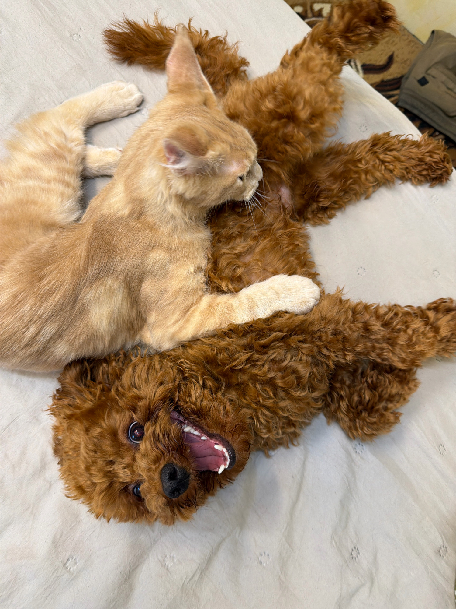 An orange tabby kitten playfully wrestles with a brown poodle on a light gray textured blanket. The kitten is on its side, with its hind legs tucked and front paws resting on the poodle's chest. The poodle is lying on its back, with its legs extended and mouth open in a playful expression, showing its teeth and pink tongue. The poodle's eyes are wide and looking upwards. The background consists of a simple light gray blanket with a subtle woven pattern and some out-of-focus objects in the upper right corner. The scene is indoors, likely on a bed or couch. The exact location in Sofia, Bulgaria is not determinable from the image.
