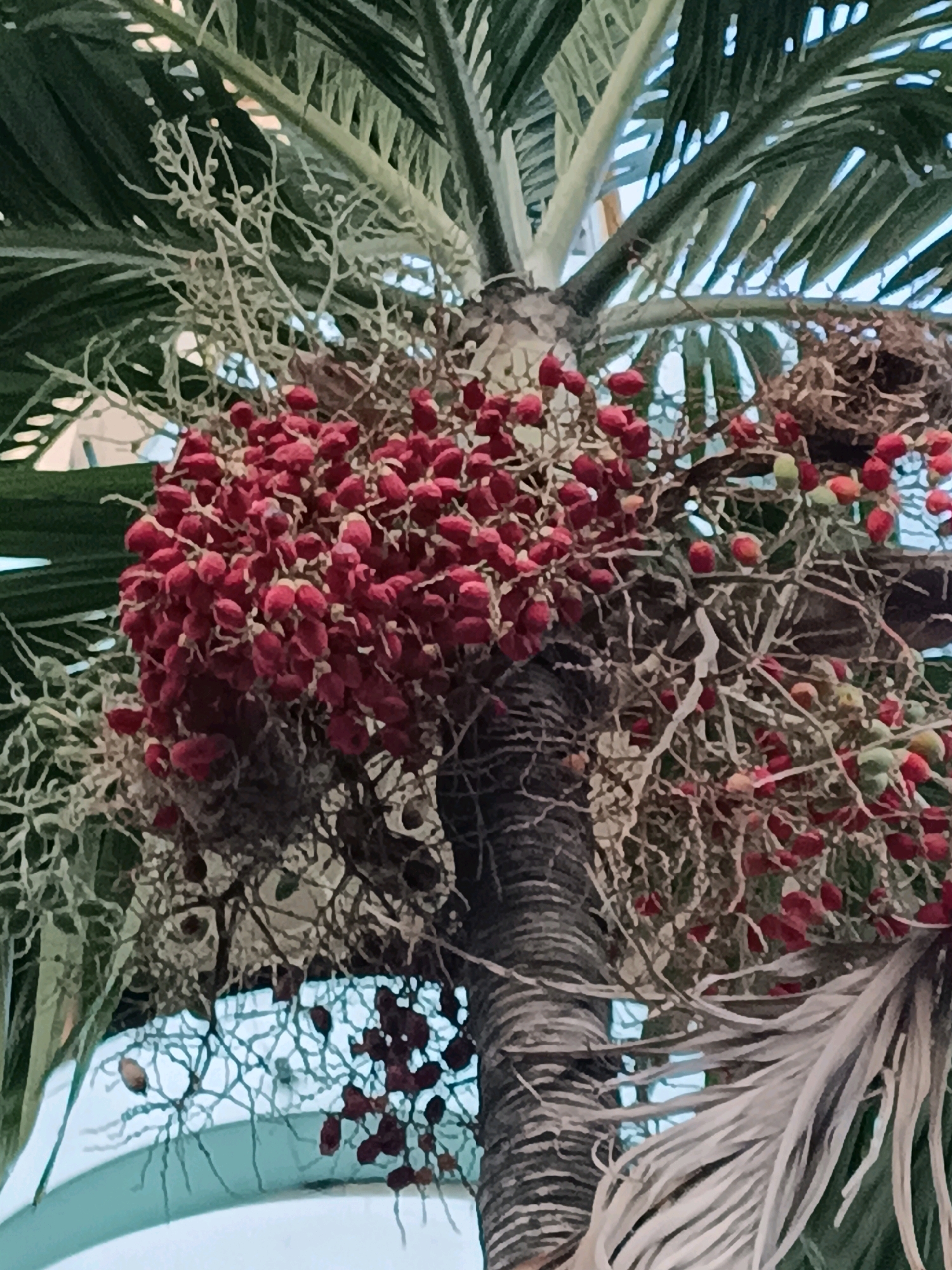This is a close-up, eye-level, vertical, medium shot of a palm tree in Surabaya, Indonesia, with a focus on its fruit cluster. The tree's rough, segmented trunk is visible on the right side, with mature, dried fronds extending outward. A dense cluster of small, red, berry-like fruits hangs prominently from the palm's branches in the center and left of the frame. These fruits are clustered tightly together on thin, dried stems. Some lighter green fruits are also present, indicating different stages of ripeness. Interspersed with the fruit are delicate, web-like structures that appear to be dried remnants of flowers or inflorescences. In the upper right corner, a small, tightly woven bird's nest is partially visible amongst the branches and fruits. The background is softly blurred, showing hints of green palm leaves and a pale blue sky, suggesting an outdoor environment. The overall impression is of a natural scene within an urban setting, likely a park or garden in Surabaya.