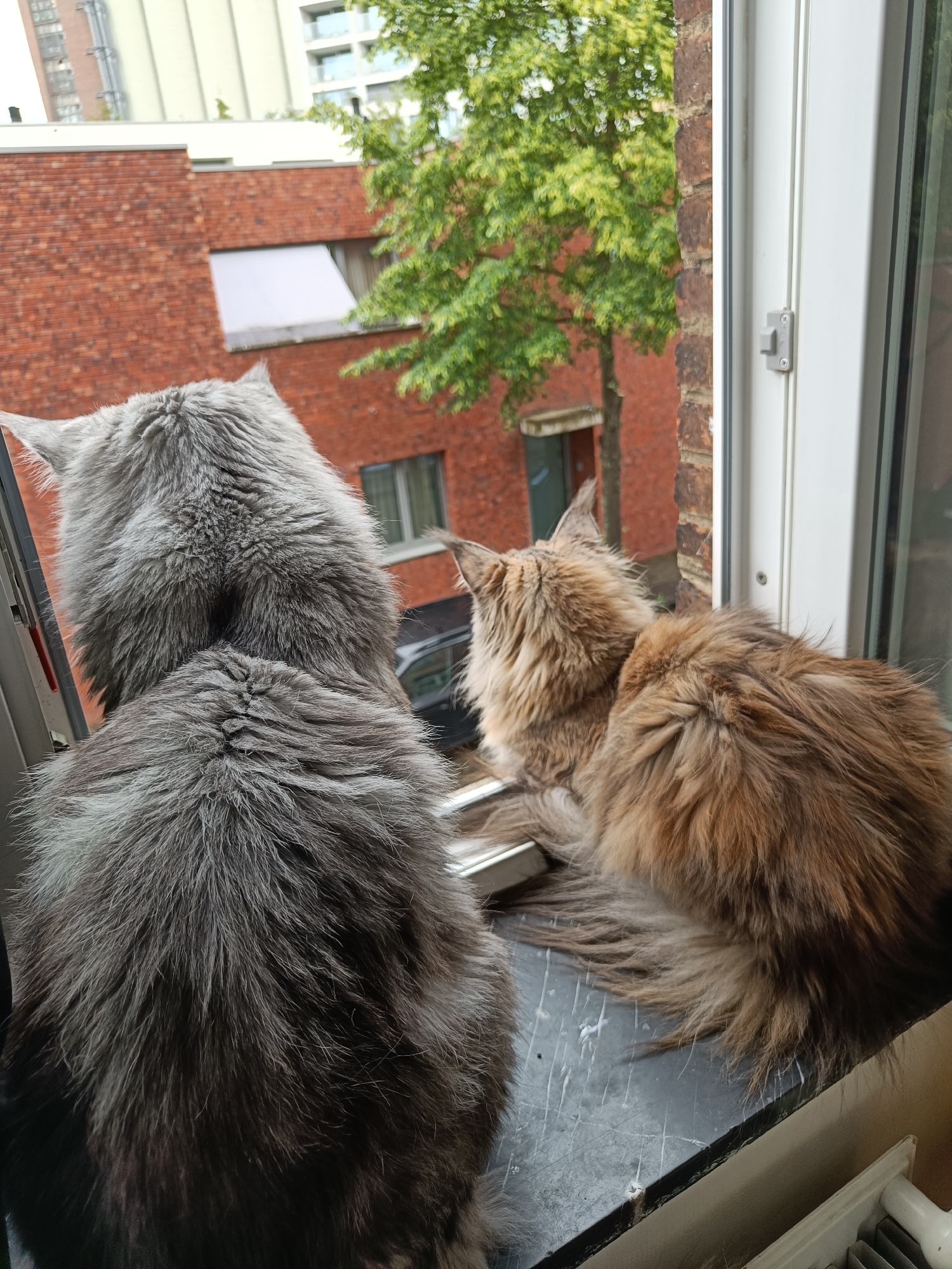 Two long-haired cats are positioned on a windowsill, looking out of an open window onto an urban street. The cat in the foreground is primarily grey or silver, while the cat slightly behind and to the right is brown or ginger. Both cats are seen from behind, facing away from the camera, intently observing the outdoor scene.
The view outside includes a red brick building across the way, partially obscured by a lush green tree. In the upper background, taller, more modern buildings with lighter facades are visible, indicating a diverse architectural landscape. The lighting suggests it is daytime, possibly with an overcast sky, as the light appears diffuse.
The cats are engaged in a common feline activity of watching the world go by from a comfortable perch. The windowsill is dark-colored and shows some signs of wear or marks. A white window frame and a grey latch are visible on the right side of the window. Part of a white radiator is also visible below the windowsill on the lower right. No visible text is present in the image. The location is contextualized as Leuven, Belgium.