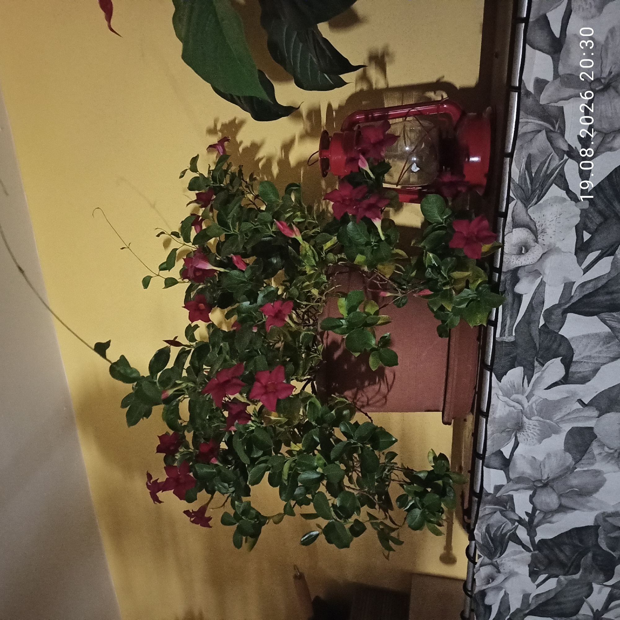 The image depicts an indoor scene featuring a potted plant with deep pink flowers and lush green leaves, placed on a shelf. To the right of the plant, a red kerosene lamp is visible, casting a shadow on the yellow wall behind. The shelf is adorned with a black and white floral patterned fabric. The date and time "19.08.2026 20:30" are overlaid on the bottom right of the image. The scene appears to be a domestic setting, potentially a home in the city of Bitonto, Italy, though no specific Bitonto landmarks are identifiable. There are no people or animals present in the image, and no discernible actions or interactions are taking place.