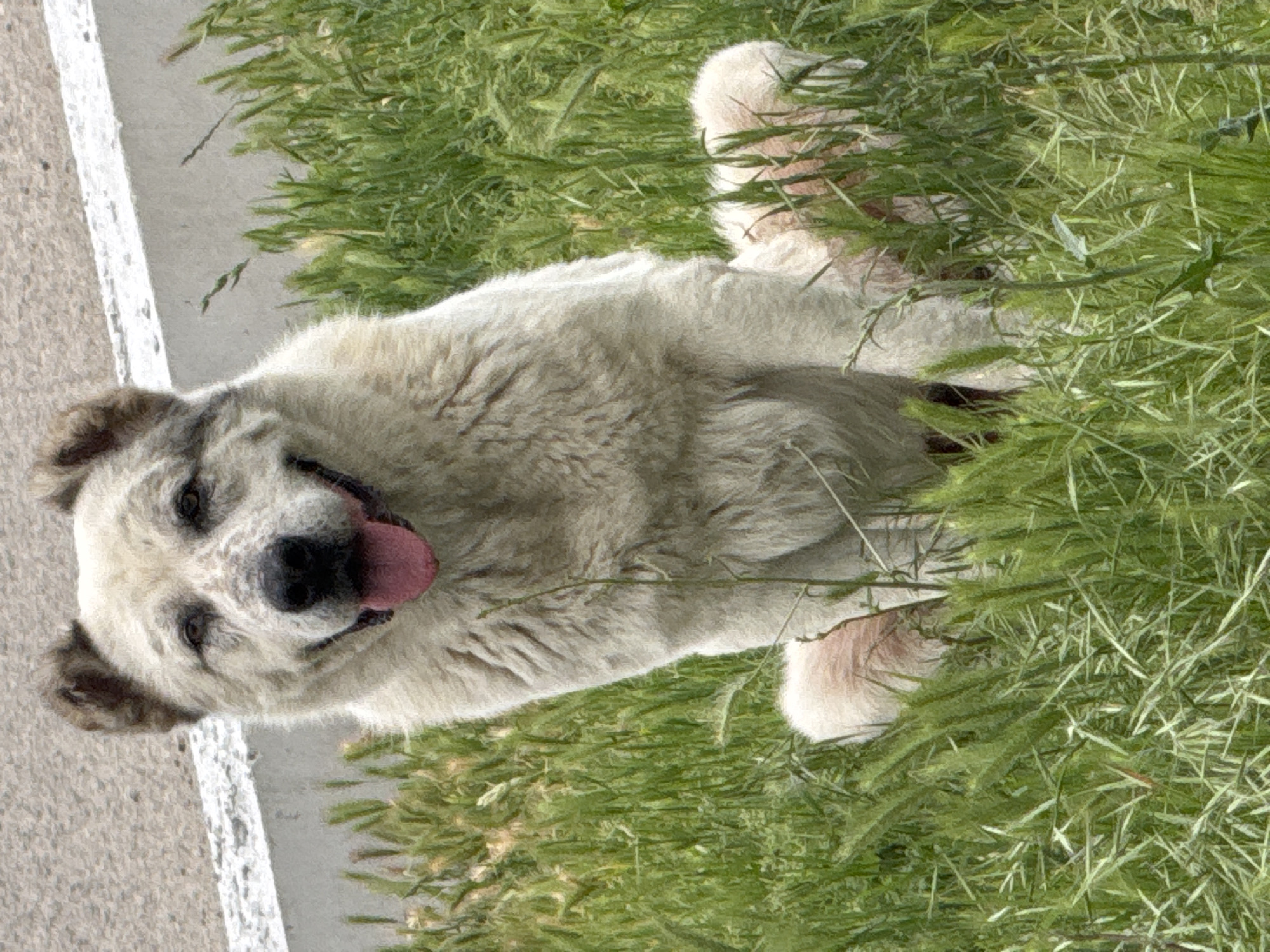 A medium shot shows a large, light-colored dog sitting in tall, green grass. The dog has dark markings around its eyes and ears, and its tongue is hanging out, appearing pink. The dog's body is mostly visible, and its front legs are tucked beneath it. In the background, there is a textured gray surface, possibly a road or pavement, with a white curb. The environment appears to be outdoors, with a natural setting of grass and an urban element in the background. The lighting suggests daylight. There are no people visible in the image.