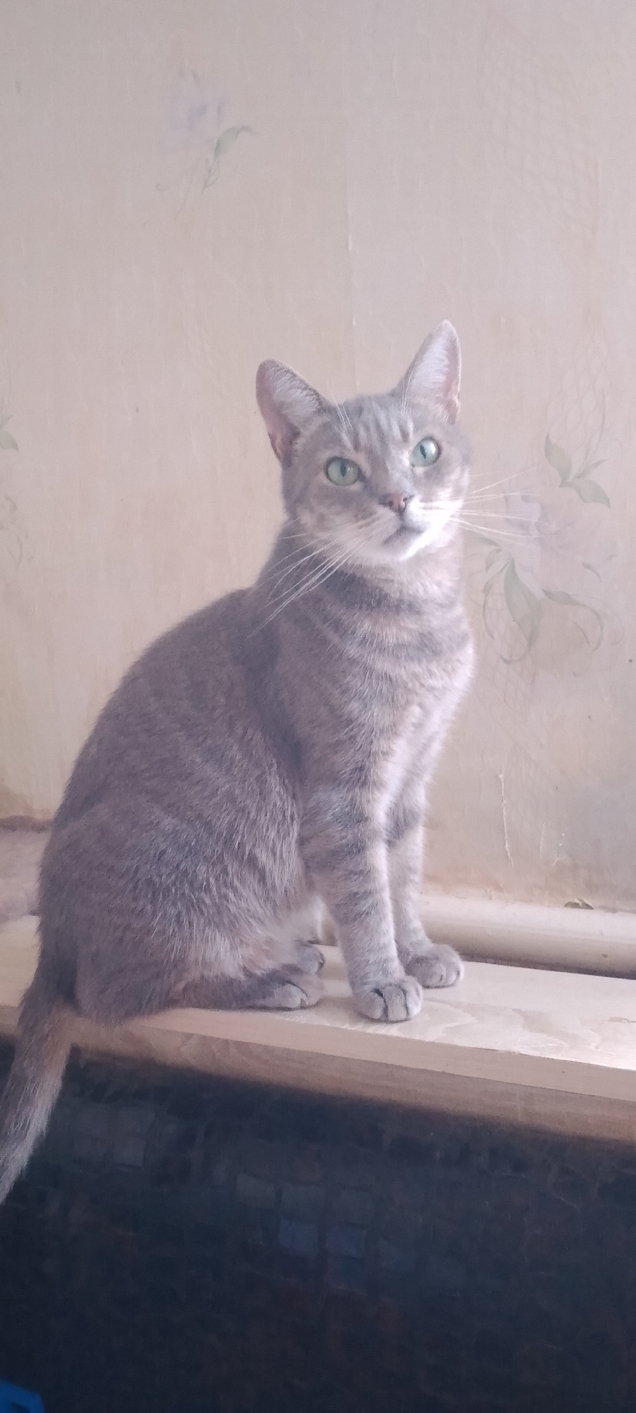 A medium shot shows a grey tabby cat with green eyes sitting on a wooden surface against a textured, beige wall. The cat is facing the right of the frame, with its body angled towards the viewer. Its front paws are tucked neatly beneath its chest, and its tail extends to the left. The wall behind the cat has a faded floral pattern. The lighting is soft, creating a gentle illumination on the subject. The scene is indoors, likely in a residential setting in Belgorod, Russia.