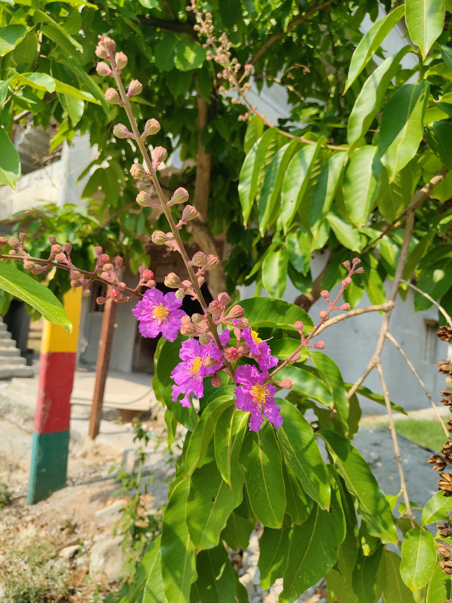 A medium, eye-level shot in Ramohalli, India, depicts a flowering tree branch with pink flowers and green leaves in sharp focus. The branch has buds at its top. A post painted with green, yellow, and red stripes stands to the left. Behind the tree and post, parts of buildings, including stairs, are visible. The ground is light-colored and rocky. Dried seed pods are visible to the right. The overall lighting is bright, indicating a sunny day.