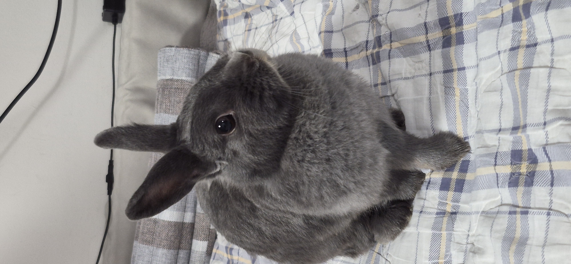 A grey rabbit is sitting on a bed with a plaid comforter. The rabbit is facing to the right, with its ears up and its eyes open. The rabbit's fur is short and soft. The comforter is made of cotton and has a pattern of blue and white plaid. The background is a blurred image of a wall and a light. The scene is well-lit and the colors are natural.