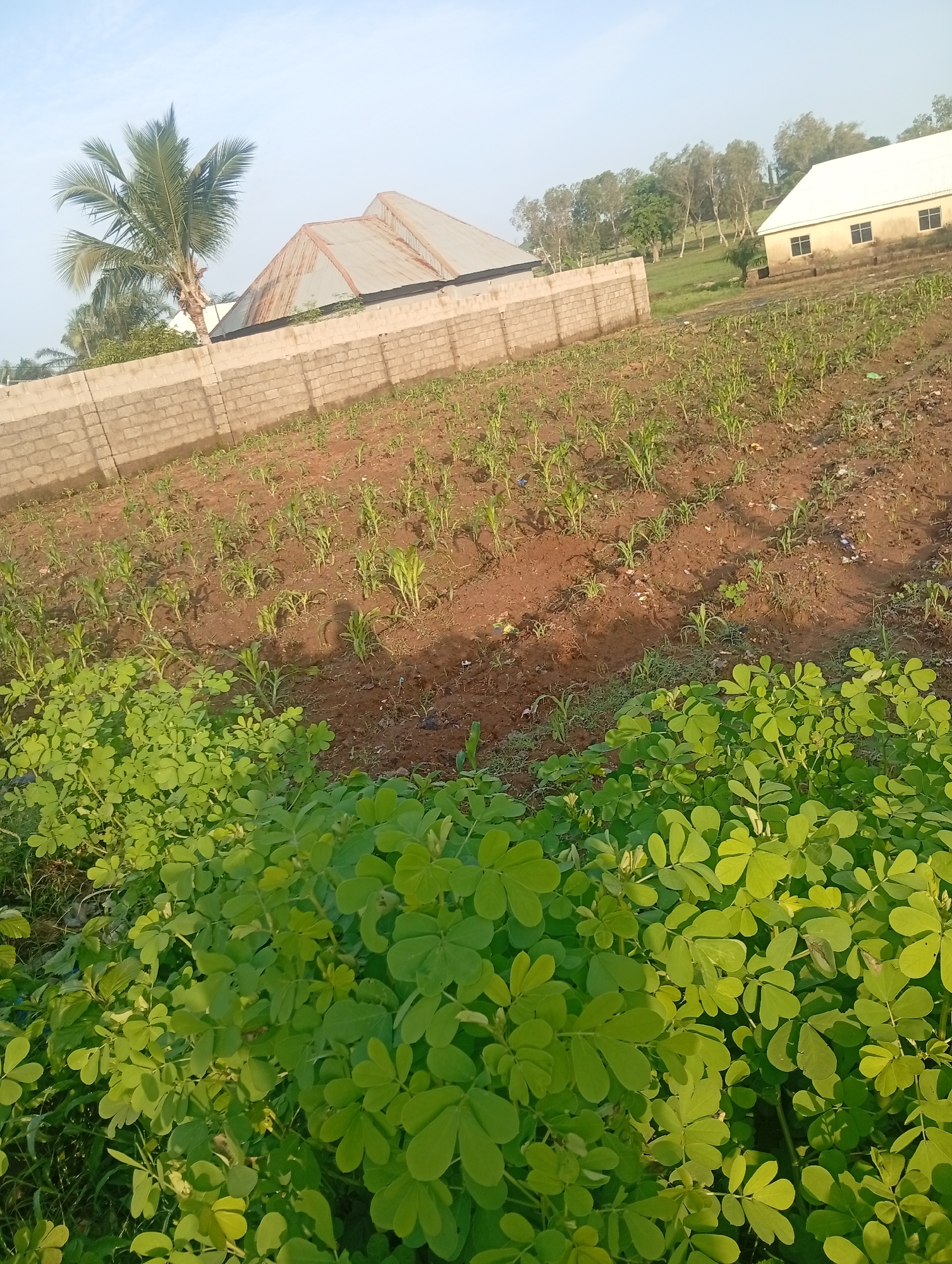 The image depicts a rural scene in Jalingo, Nigeria, likely a farm, with a field of young corn plants and a patch of ground cover in the foreground. A low brick wall separates the cultivated area from the foreground. In the background, there are buildings with corrugated metal roofs and a larger, white-painted structure with windows. Scattered trees and vegetation are visible beyond the field, suggesting an open, natural environment. The sky is clear and appears to be early morning or late afternoon, given the soft light. There are no people visible in the image.
