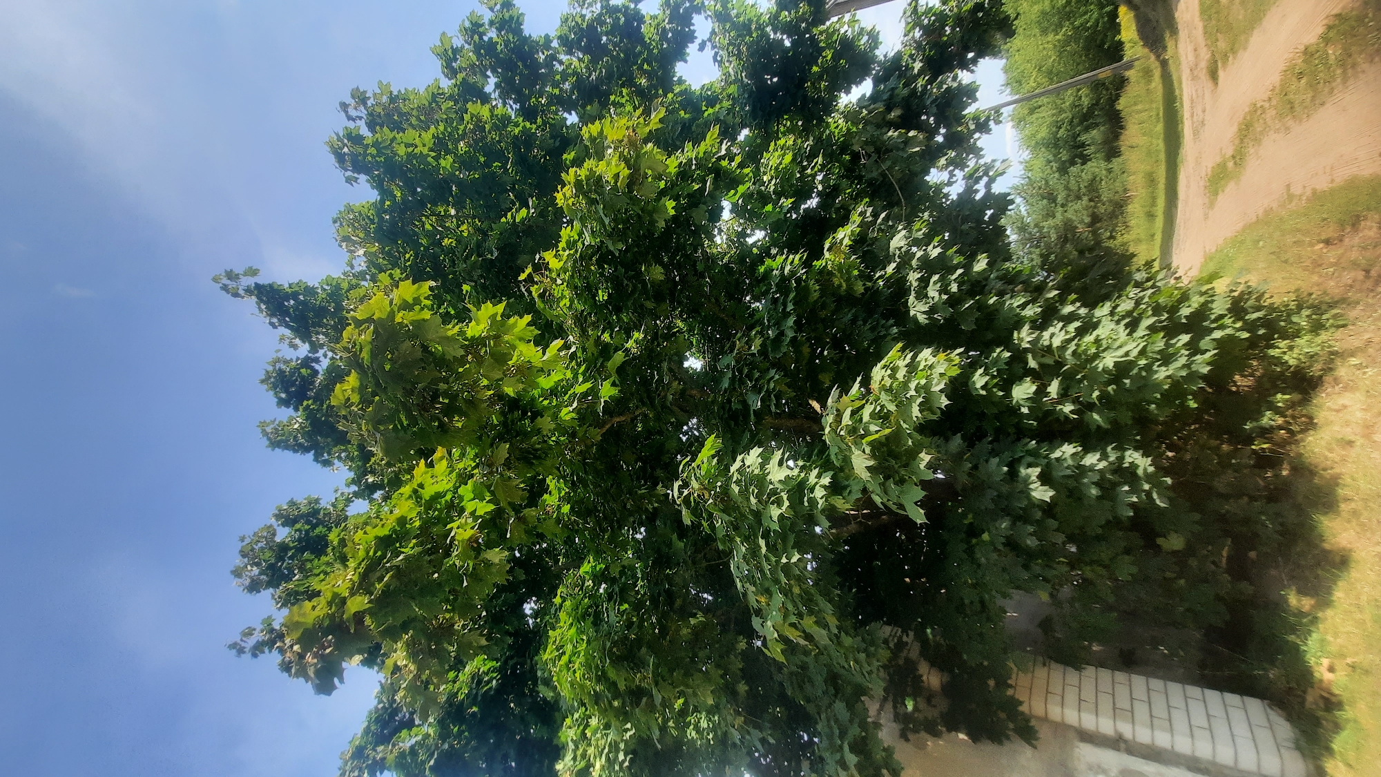A large, lush green tree with dense foliage dominates the foreground of the image, its branches reaching towards a clear blue sky. To the left of the tree, a section of a light-colored brick wall is visible, suggesting it's a structure adjacent to the tree. A dirt road or path curves from the bottom right corner of the image towards the background, lined with dry grass on the left and dense green trees and foliage on the right. The scene appears to be in a rural or suburban setting, likely in the city of Shklov, Belarus, given the context. There are no people or animals visible in the image. The lighting suggests it is daytime, with sunlight filtering through the leaves of the tree.