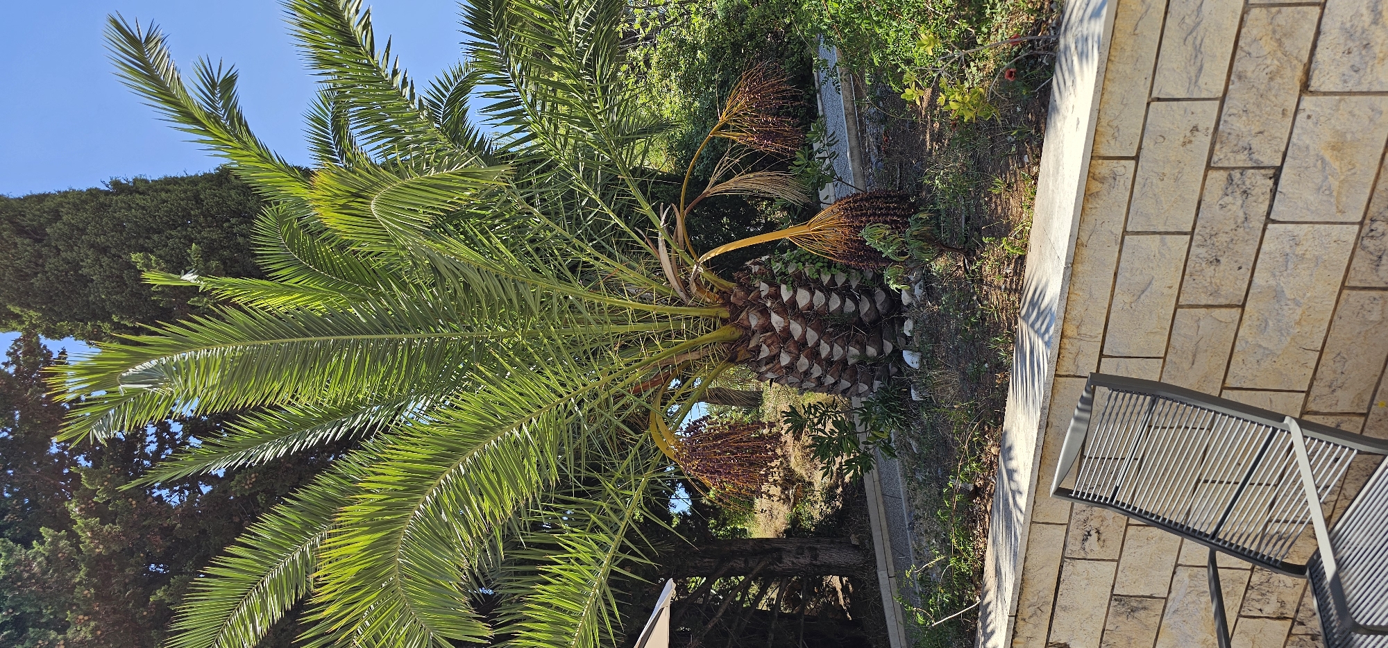 In the city of Supetar, Croatia, a mature palm tree with lush green fronds stands prominently outdoors under a clear blue sky. Several bunches of small, dark fruits hang from the tree, some appearing ripe and others dried. The tree is situated in a garden area with dry soil, scattered white stones, and low-lying green vegetation. Behind the palm, a tall, slender evergreen tree and other foliage are visible. In the foreground, a wall constructed of rectangular, light-colored stones forms a border, and a portion of a modern metal chair with thin, ribbed seating and backrest is visible to the left. The scene is bathed in bright sunlight, casting distinct shadows from the palm fronds onto the stone wall.
