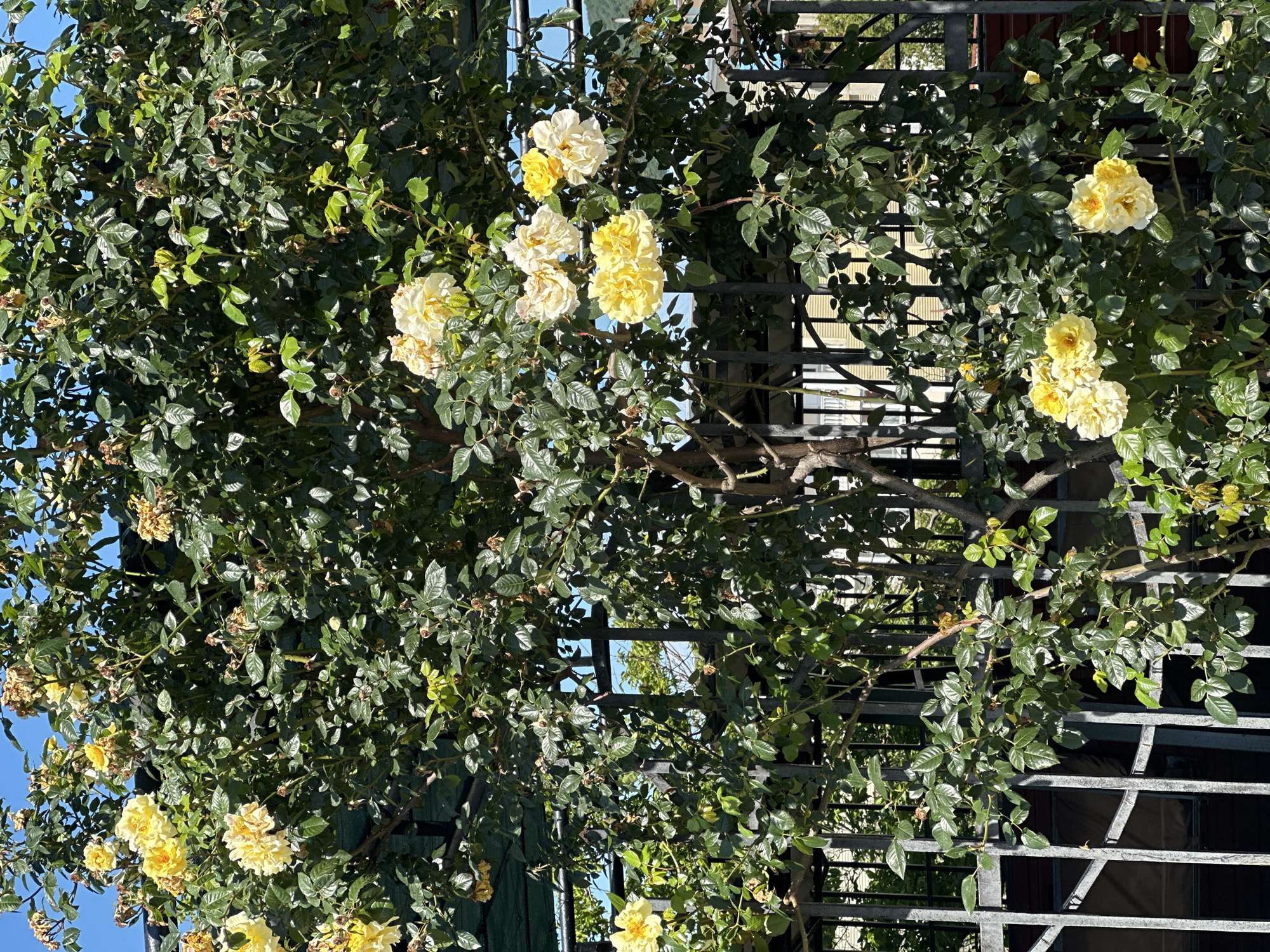 The image depicts a dense climbing rose bush (Rosa species) growing vigorously over a dark grey metal trellis or fence under a clear blue sky in Lermontovo, Russia. The plant is profusely covered with large, double-petaled roses in hues of bright yellow and creamy white. Many flowers are in full bloom, showcasing their vibrant colors, while others appear to be past their prime, with browning, dried, or fading petals. The foliage consists of numerous healthy, dark green, glossy leaves, forming a dense canopy that largely obscures the metal structure, though its vertical and horizontal bars are discernible throughout the image. Through the gaps in the dense foliage and metalwork, fragments of the bright blue sky are visible, indicating sunny conditions. In the background, partially visible through the lower sections of the trellis and foliage, are light-colored buildings with architectural details like windows and railings, suggesting an urban or suburban setting. A distant green hillside is faintly visible in the upper right background. A dark green mesh or tarp is also partially visible integrated with the plant in the upper left area. The scene is brightly illuminated by natural sunlight. No individuals or active interactions are present.