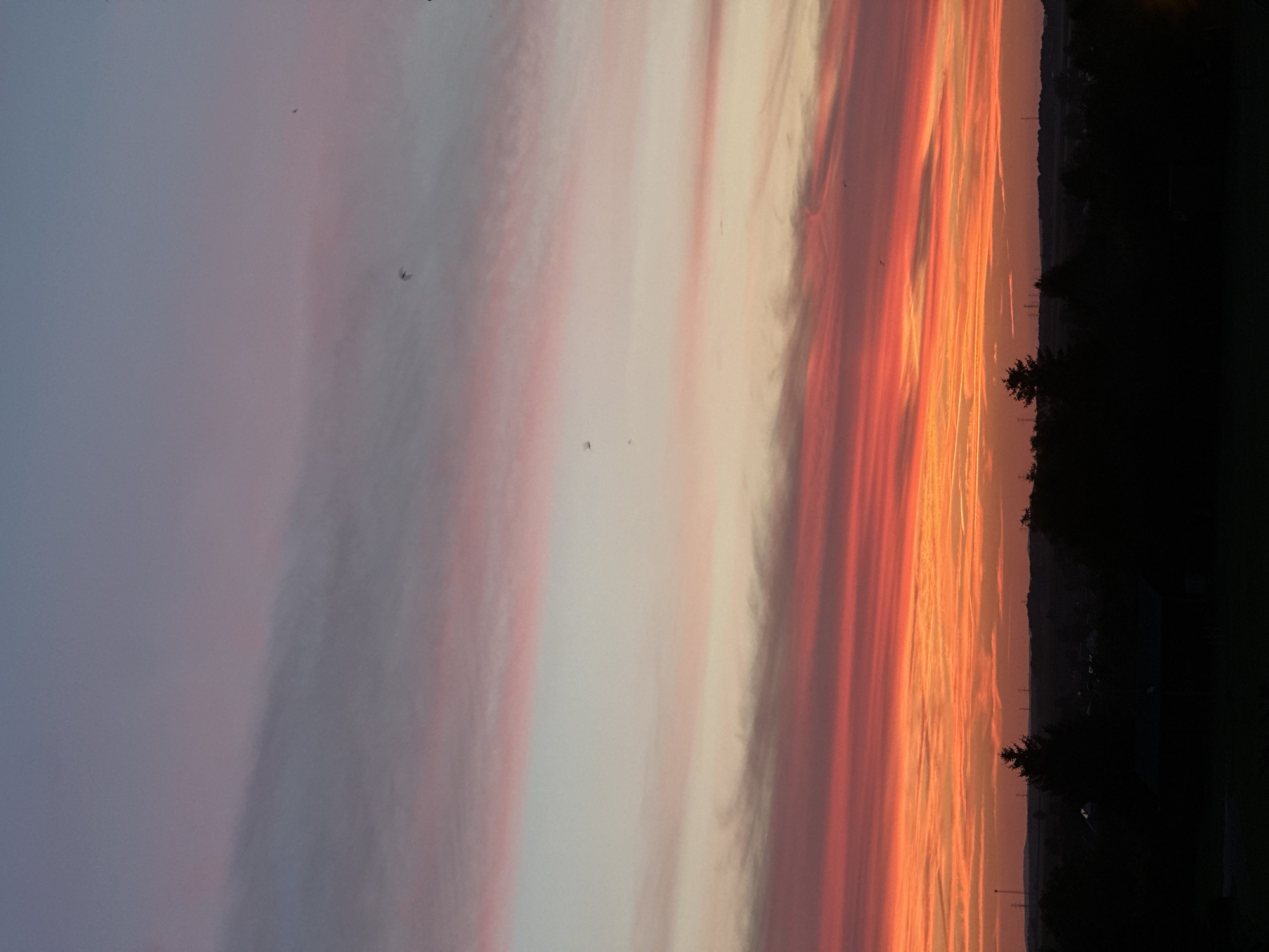 The image shows a sky at sunset with vibrant colors ranging from orange and red near the horizon to pink and purple higher up. Wispy clouds are scattered across the sky. Silhouetted against the colorful sky is a dark landscape featuring trees, buildings, and power lines. The scene is devoid of people. It is unclear if the image is of Świdnica, Poland, as there are no identifying landmarks or textual information.