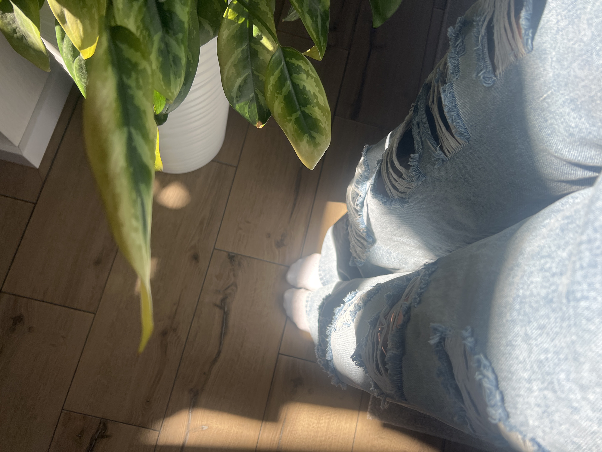The image shows a close-up view of a person's legs wearing light-wash ripped jeans and white socks, standing on a wooden floor. Sunlight streams in from the left, casting a long shadow across the floor and the person's legs. A houseplant with green and yellow variegated leaves is visible in the upper right corner, potted in a white planter. The scene is indoors, likely a home environment. There is no information in the image to suggest the location is Votkinsk, Russia.