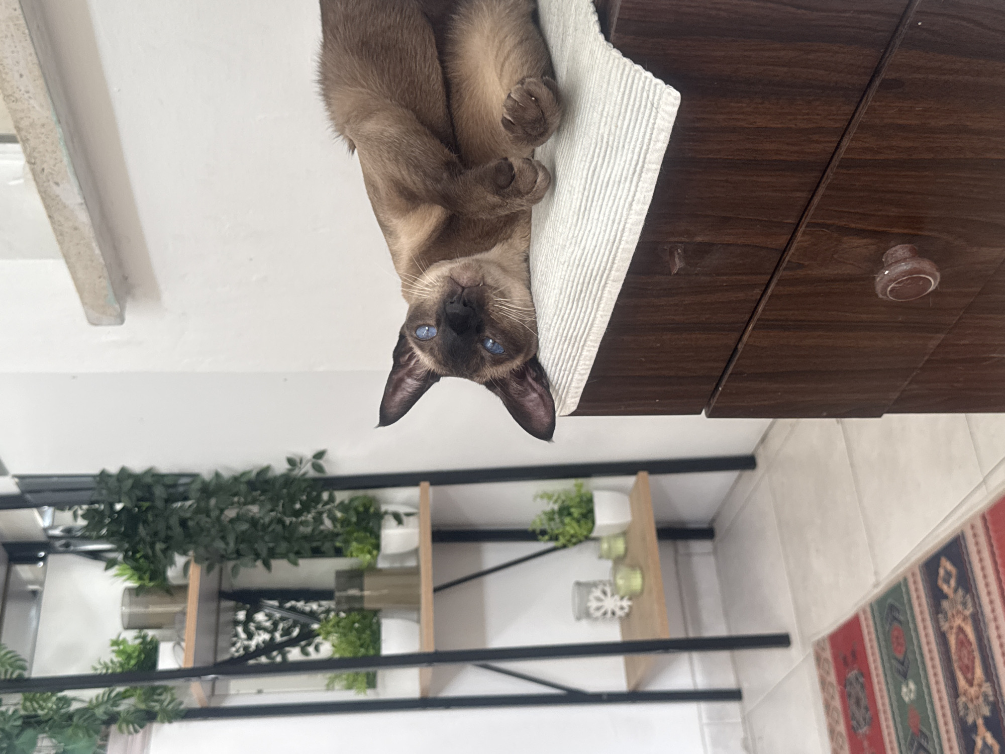 The image depicts a domestic indoor scene, likely a living room or study, with a Siamese cat as the primary subject. The cat is lying on its side on top of a dark wooden dresser, partially draped with a white textured cloth. Its fur is a mix of brown and tan, and its striking blue eyes are wide open, looking directly at the camera. The cat appears relaxed, with its paws tucked in.
In the background, to the left of the cat, is a black metal shelving unit with wooden shelves. These shelves are adorned with various potted plants, some of which are artificial greenery. There are also decorative items like candles and glass containers on the shelves.
The dresser on which the cat is resting is made of dark wood with visible grain and features drawers with round knobs. The wall behind the dresser is painted white. In the lower left corner, a section of a colorful rug with geometric patterns is visible on a tiled floor.
The scene is well-lit, suggesting the use of natural or artificial indoor lighting. There are no people visible in the image, and the focus is entirely on the cat and its immediate surroundings. The overall impression is one of a cozy and comfortable home environment.