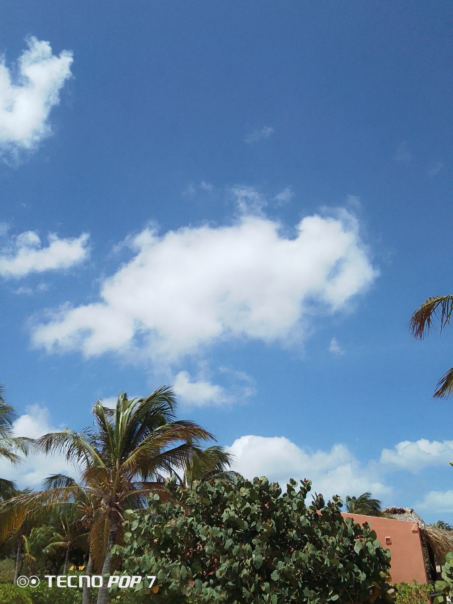 The image shows a daytime scene in Pedro González, Venezuela. The sky is blue with scattered white clouds. Palm trees are visible in the foreground and on the sides of the image. There is lush green vegetation in the middle ground. A building with a peach-colored exterior and a thatched roof is partially obscured by the vegetation. The words "TECNO POP 7" are visible in the lower-left corner of the image.