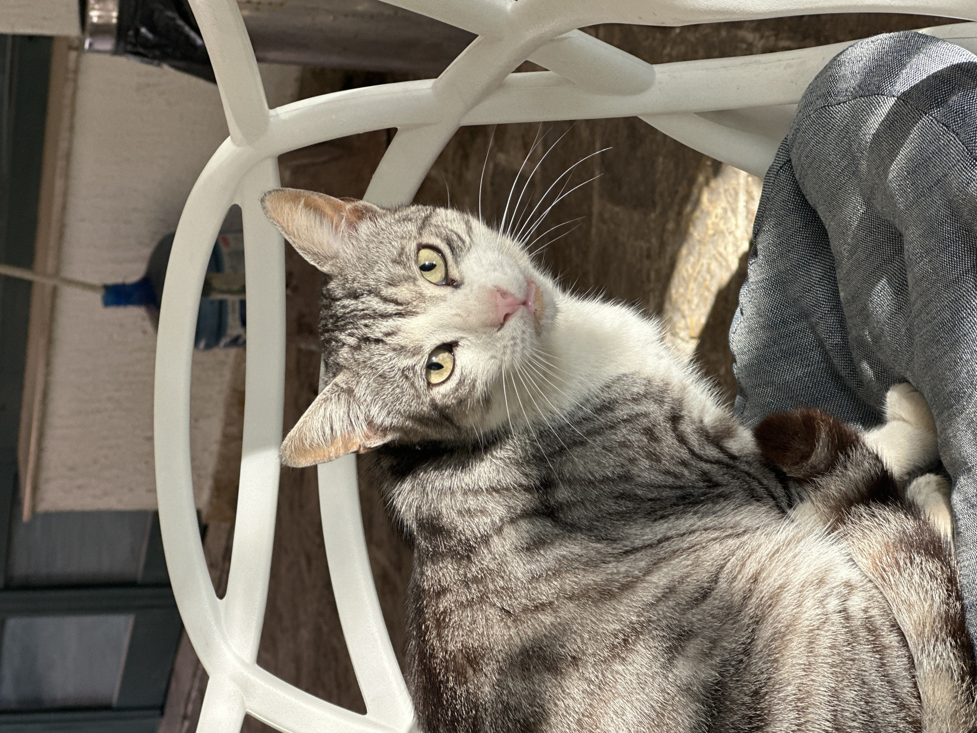 A grey tabby cat with yellow eyes is lying on a person's lap in a white plastic chair. The cat is positioned at an angle, looking up at the camera. The scene appears to be outdoors, with stone flooring visible in the background. The person's legs are clad in denim or a similar fabric. The location may be in Budva, Montenegro, but there is no concrete visual evidence to confirm this.