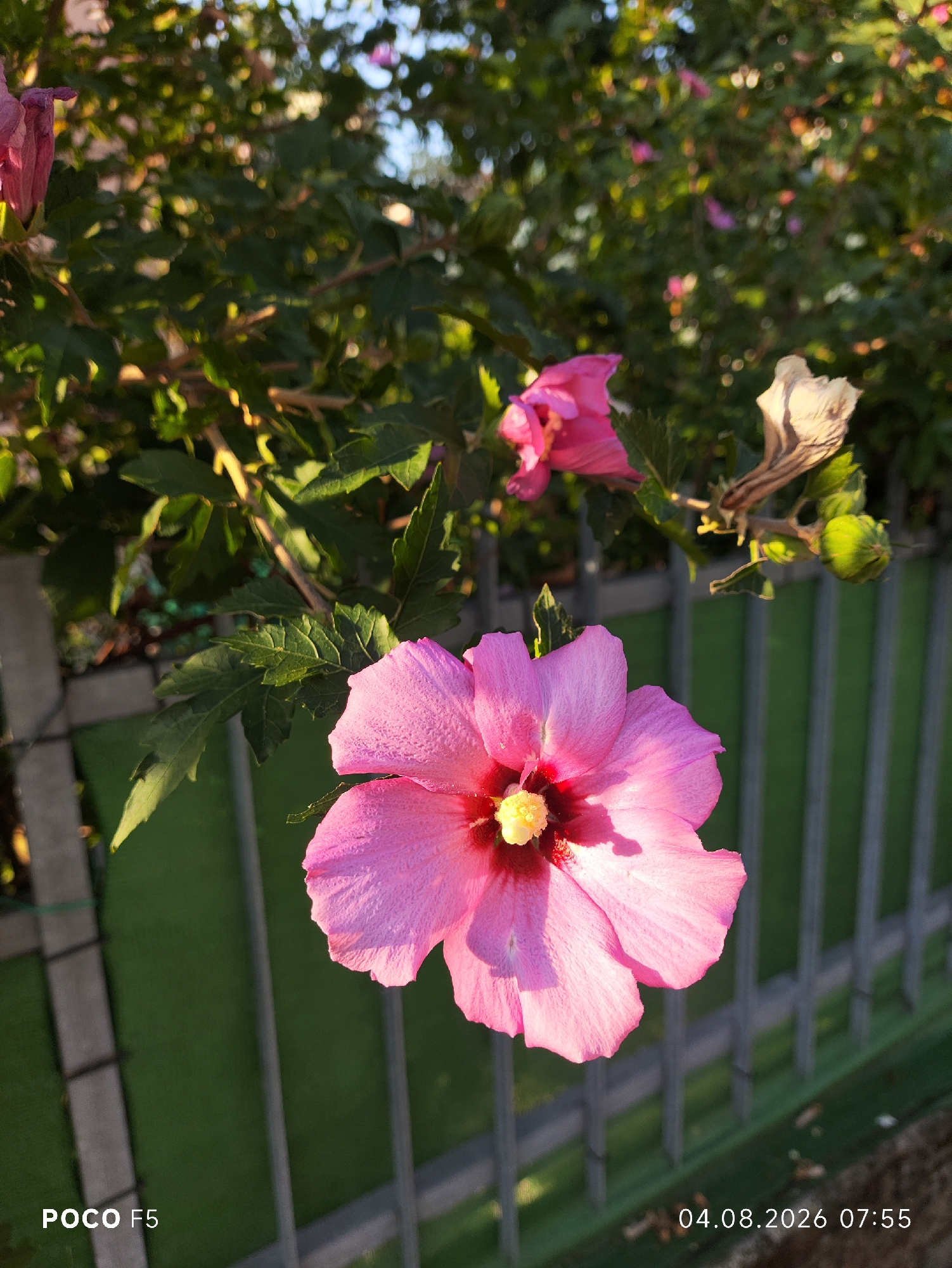 A close-up, eye-level shot focuses on a vibrant pink hibiscus flower in bloom, its delicate petals illuminated by warm, late afternoon sunlight. The flower is positioned in the foreground, slightly off-center to the right, with its center a deeper shade of red and a bright yellow stamen. Behind the hibiscus, a dense green bush with numerous leaves and other pink flowers, some unfocused, creates a lush backdrop. A weathered grey metal fence runs horizontally across the mid-ground, separating the viewer from a softly blurred green area, possibly a lawn or garden. The top left of the image shows another hibiscus flower, partly open and deeper pink in hue, and a bud. In the lower left corner of the image, white text reads "POCO F5" and in the lower right corner, white text displays "04.08.2026 07:55". The scene is outdoors and appears to be set in a garden or park.