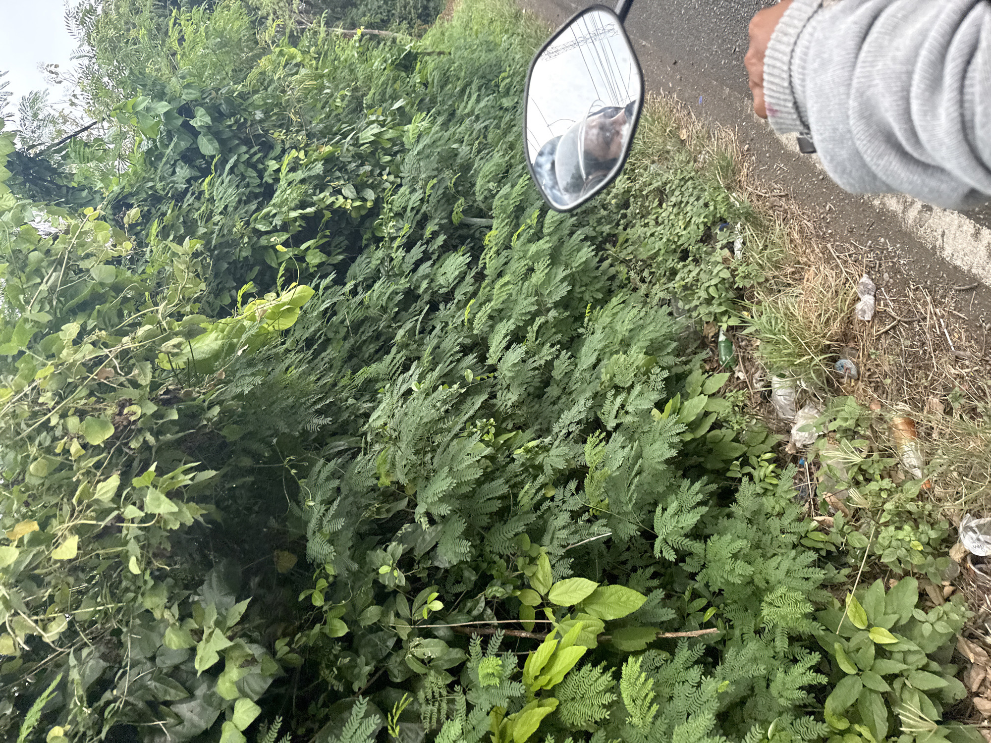 The image depicts a roadside scene in Seubunkeutapang, Indonesia, characterized by a dense overgrowth of green vegetation lining a paved road. In the foreground, a person's hand, wearing a grey long-sleeved garment, is visible, gripping the handlebar of a vehicle, likely a motorcycle, as indicated by the side mirror. The side mirror reflects the rider's face wearing a helmet and a glimpse of overhead power lines. The ground beside the road is littered with plastic waste, including bottles and wrappers, mixed with dry grass and soil. The vegetation is lush and varied, with large leaves and feathery ferns contributing to a wild, untamed appearance of the roadside. The overall atmosphere suggests a humid, possibly tropical environment.