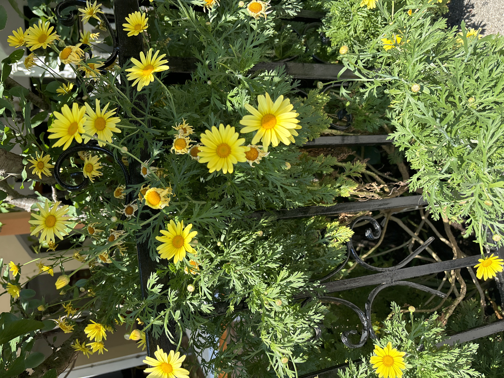 The image shows a garden with yellow daisy-like flowers growing amidst ornate black metal fencing. The location is suggested as Budva, Montenegro, though this is not explicitly visible in the image. The flowers are in varying stages of bloom, with some fully open, some newly emerging buds, and others faded or withered. The foliage is a vibrant green and somewhat feathery in appearance. The metal fencing provides a structured backdrop for the flowers. The lighting suggests it is daytime. There is no presence of people.