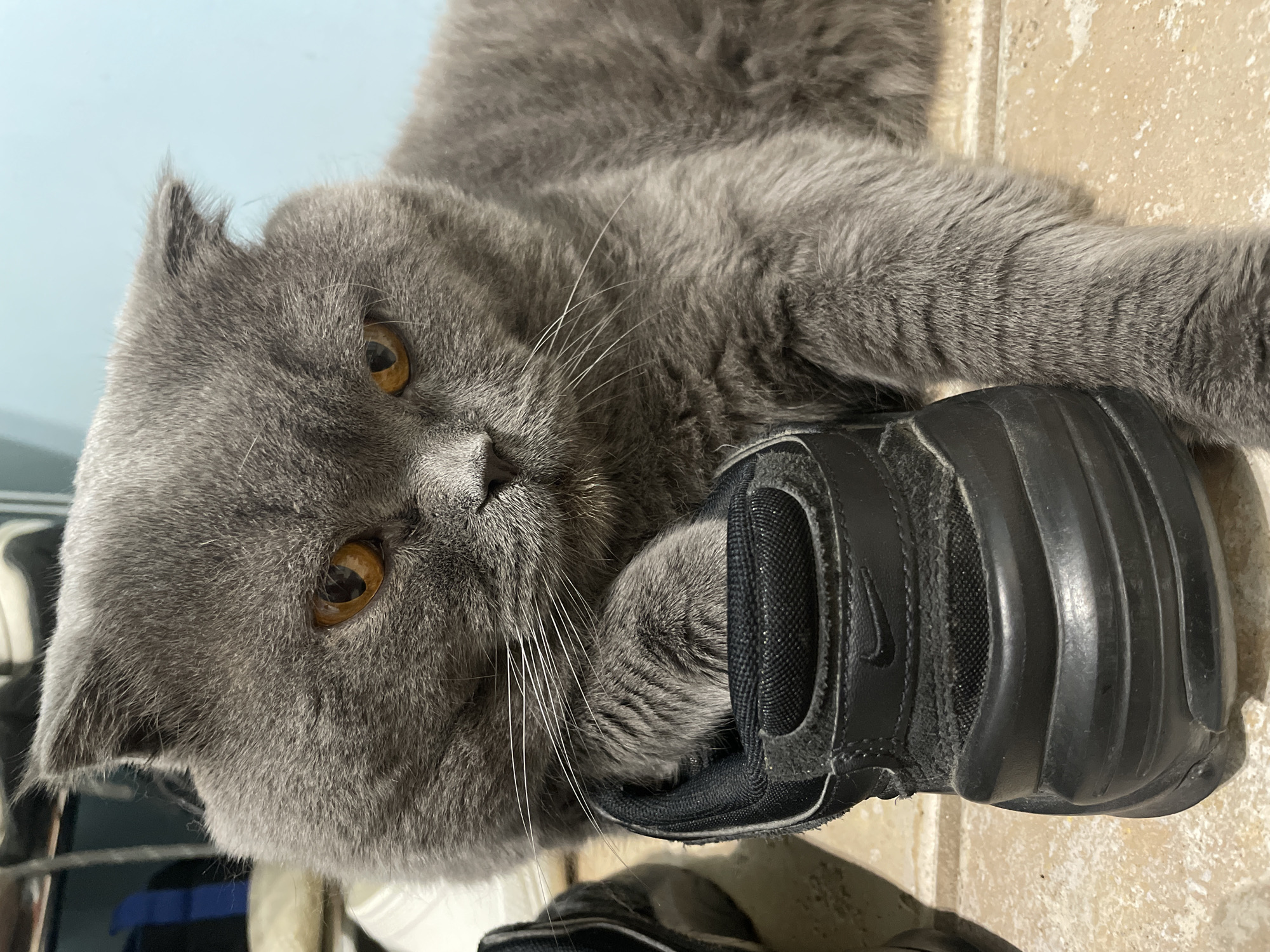 A gray cat with amber eyes is lying on its side on a beige tiled floor. The cat is clutching a black Nike sneaker with its paw, resting its head on the sneaker. The upper left corner of the image reveals a light blue wall. The location is Unknown, Unknown.