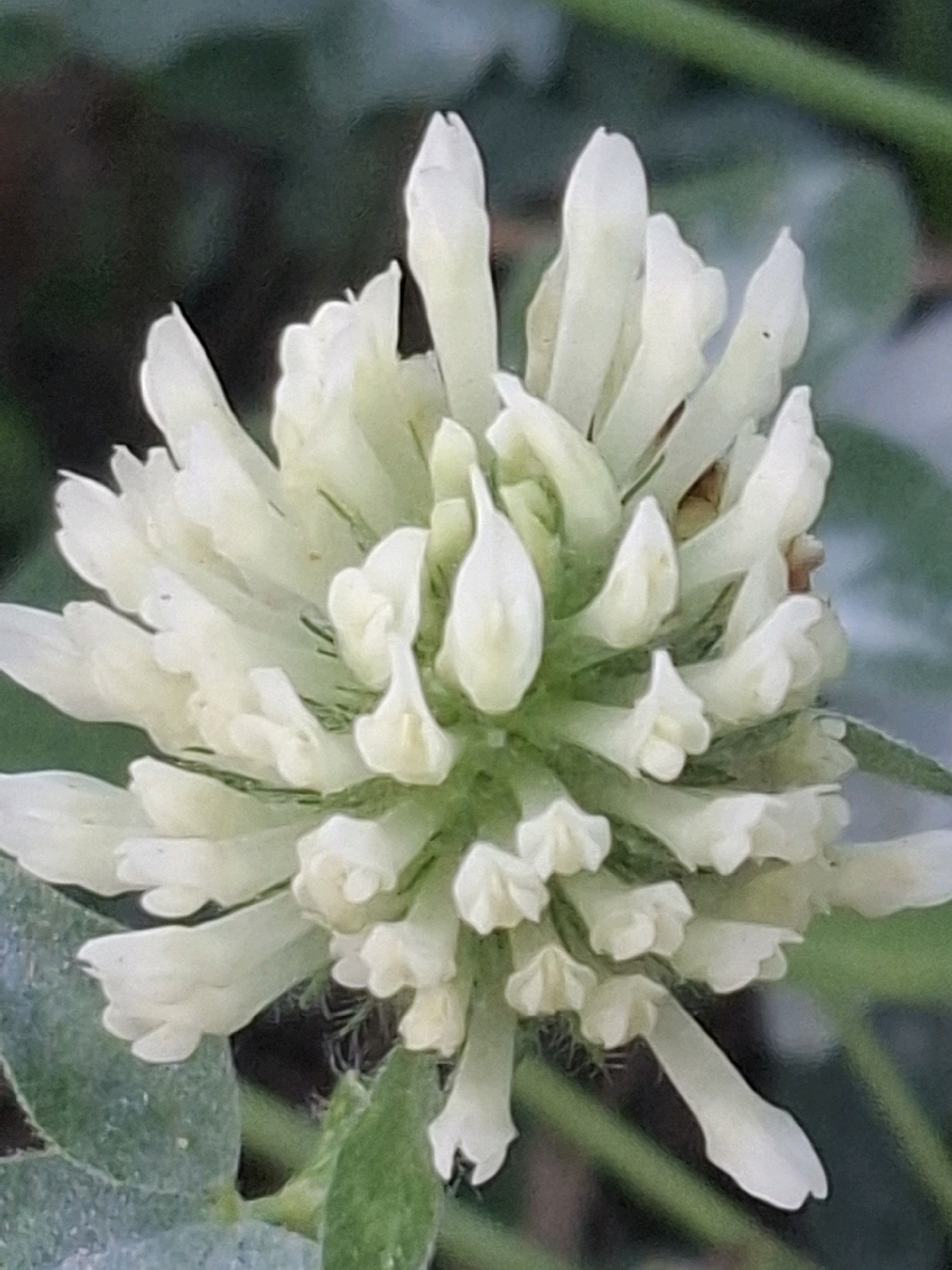 The image is a close-up shot of a white clover flower. The flower is in focus, with a shallow depth of field blurring the background into soft greens and dark hues. The petals of the clover are delicate and slightly translucent, revealing intricate details of their structure. The overall lighting is soft and natural, highlighting the subtle textures and curves of the bloom. There are no people or man-made objects visible in the frame. The image is devoid of any context that would suggest its location within the city of Almaty, Kazakhstan.