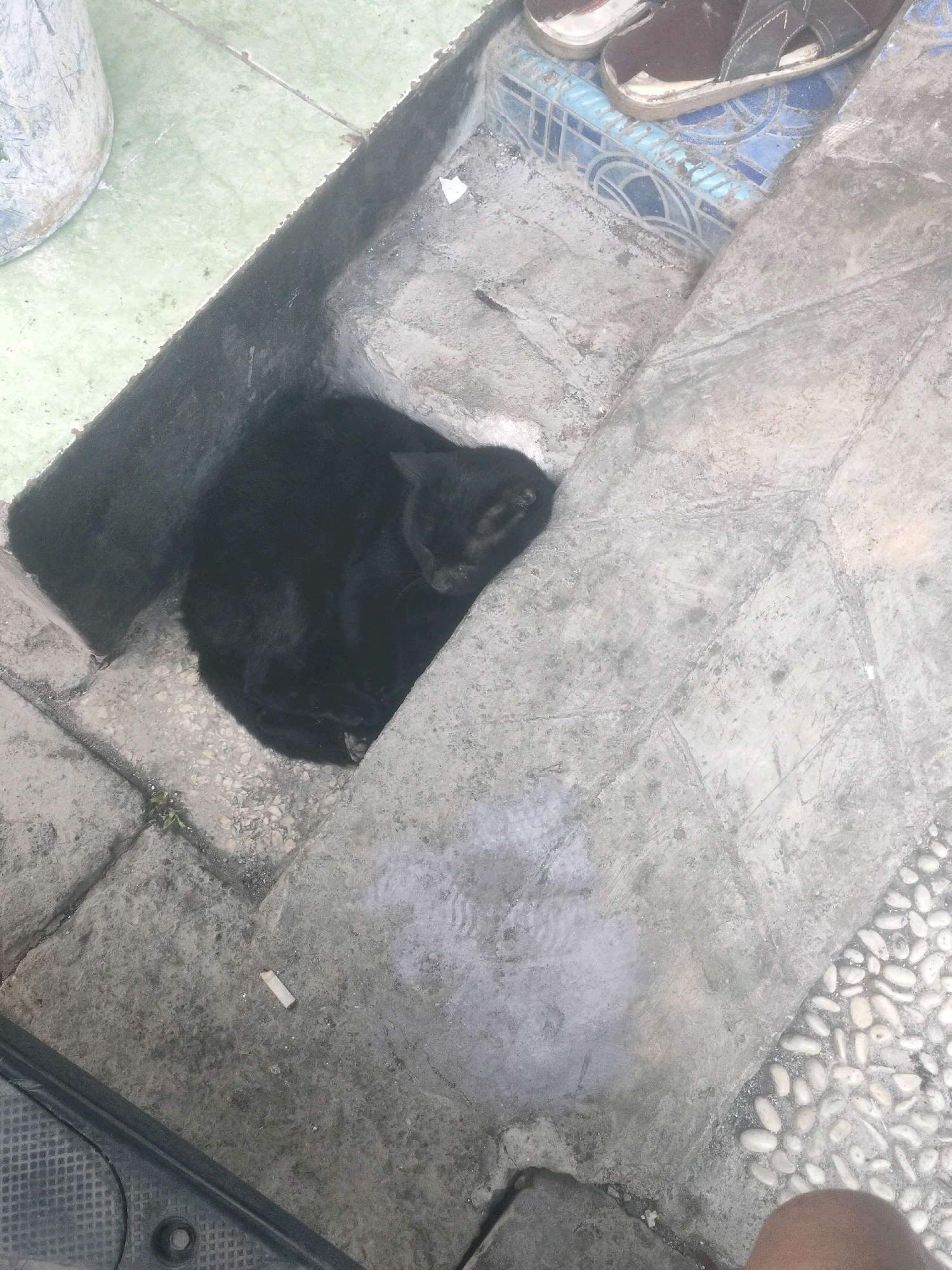 A black cat is curled up asleep in a recessed area on a concrete walkway in front of a building. The walkway is made of grey concrete pavers and some areas are tiled with blue and white geometric patterns. There are a pair of sandals on top of the tiled area. A light-colored plastic bucket is visible on the left side of the image, and a portion of a dark vehicle is in the bottom left corner. The scene appears to be an outdoor urban environment, possibly in Surabaya, Indonesia, given the description.