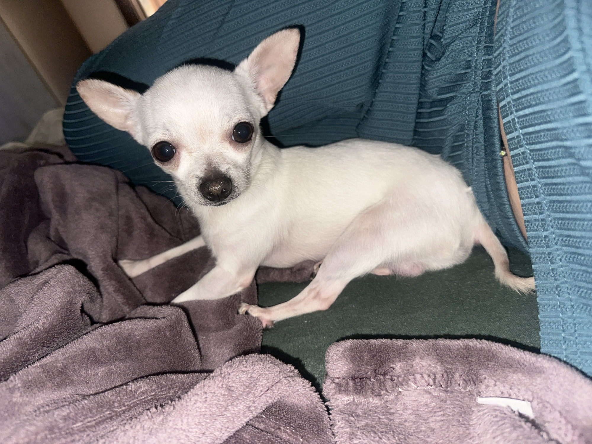 A small, white, short-haired Chihuahua is sitting on a textured, gray-purple blanket. The dog has large, pointed ears and large, dark eyes. It is looking directly at the camera. The background consists of a textured blue-green fabric and a blurred, light-colored surface. The location is unknown, and there is no evidence suggesting it is in Sliven, Bulgaria.