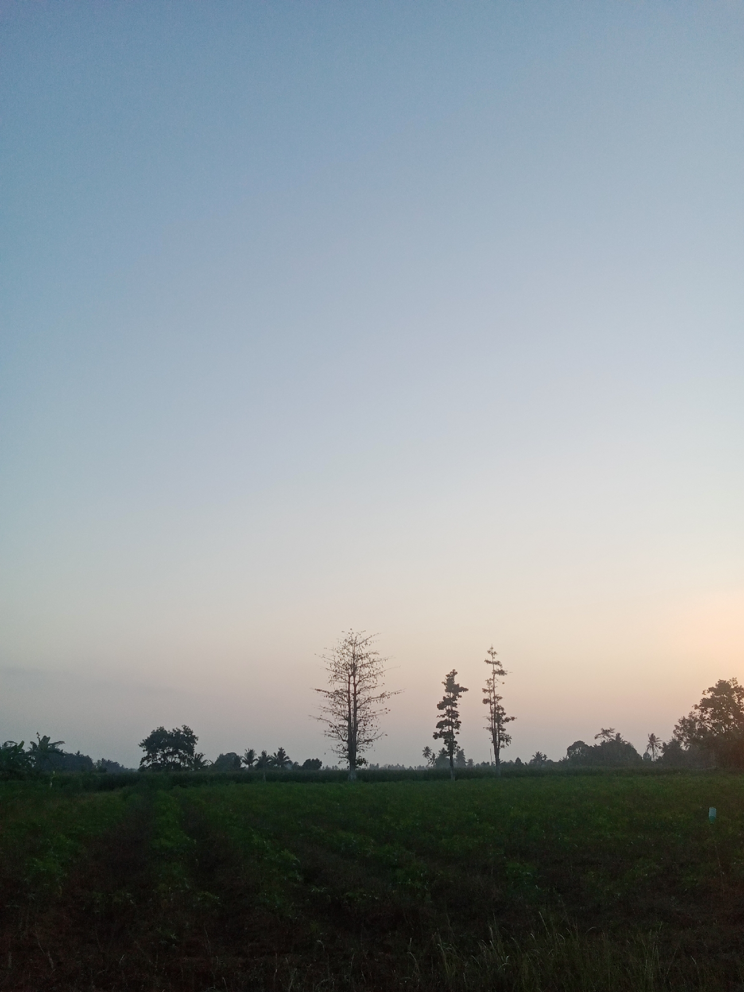 This is a wide-angle, full-shot photograph taken during the golden hour, likely at dawn or dusk, in the rural outskirts of Sri Sawahan, Indonesia. The sky occupies the upper two-thirds of the frame, transitioning from a pale blue at the top to a soft orange-pink hue near the horizon. The horizon line is marked by a low-lying landscape of green fields and scattered trees.
In the foreground, a dark, cultivated field runs diagonally from the bottom left to the middle right. The field appears to be recently tilled or planted, with visible rows and patches of darker soil. Beyond this field, a dense expanse of dark green vegetation, possibly crops or low-lying trees, stretches across the midground.
Silhouetted against the lighter sky are several trees. The most prominent is a tall, bare deciduous tree on the right side of the midground, its intricate branches starkly defined. To its left are two slender, tall trees with a more conical shape. Further to the left, a cluster of dense, dark green trees forms a backdrop, with some appearing to be palm trees, characteristic of Indonesian landscapes. The overall impression is one of tranquility and natural beauty in a rural setting. There are no people or animals visible in the image.