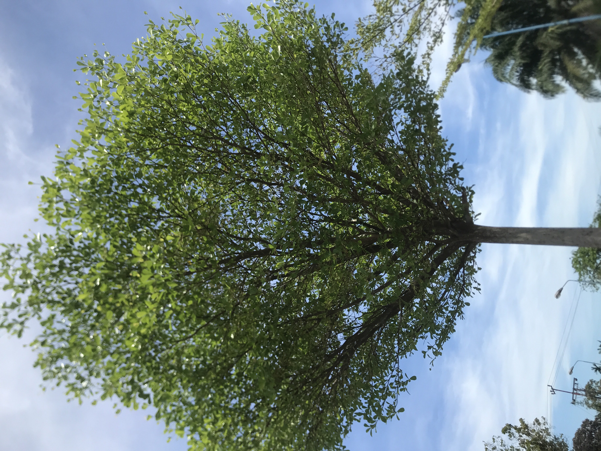 The image is taken from a low angle, looking up at a tree with a dense canopy of small green leaves. The tree's trunk is a light grey color. Patches of blue sky with white clouds are visible through the leaves. In the background, there are other trees, utility poles, and a glimpse of what appears to be a palm tree. The location is likely Air Hitam, Indonesia. No people are visible. The scene is a natural outdoor environment.