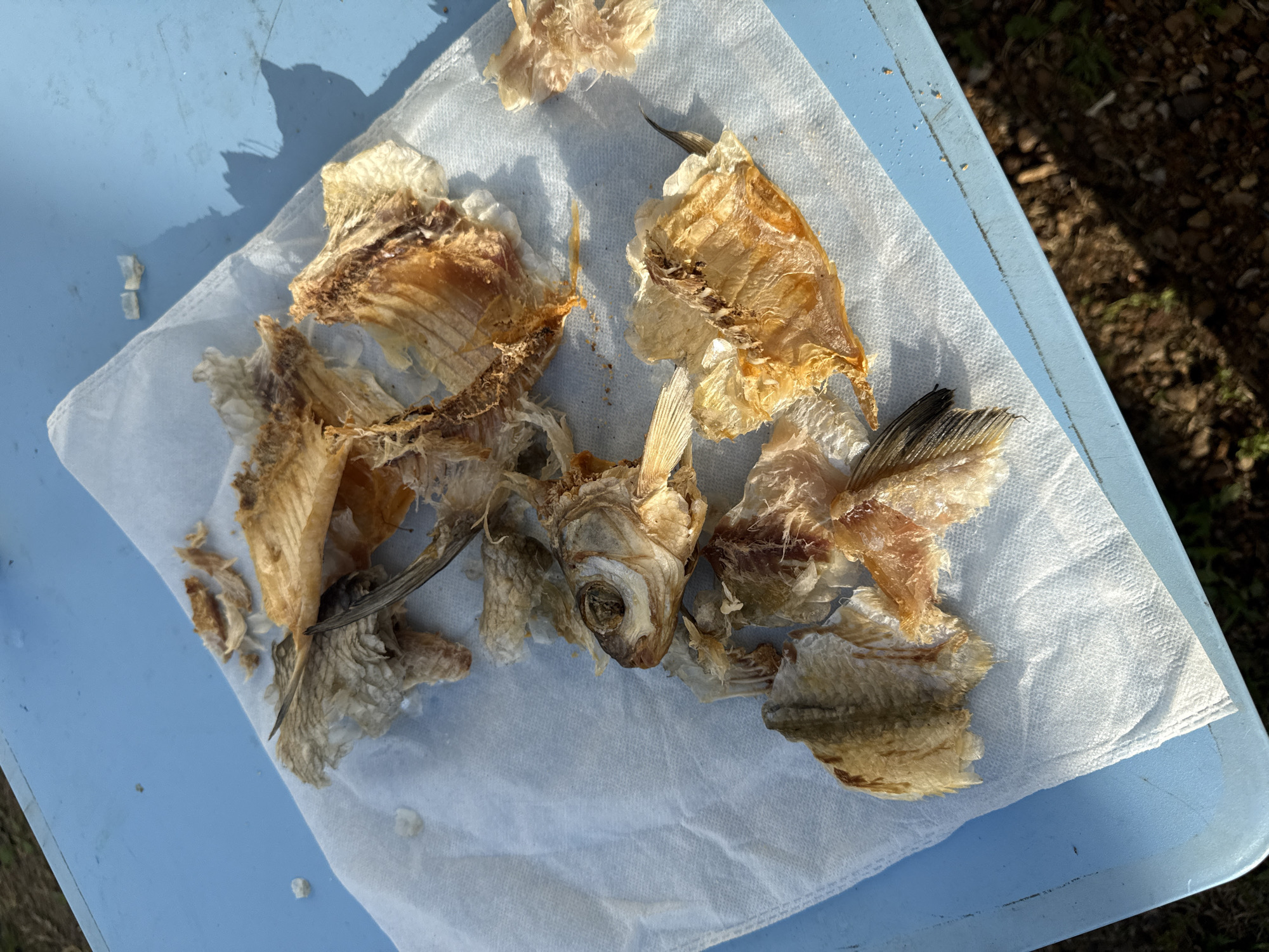 A close-up, overhead shot shows the desiccated remains of a small fish, likely a perch, discarded on a white paper towel. The fish has been picked clean of its flesh, leaving behind its skeletal structure, scales, and dried skin. The bones are brittle and appear to have been sun-dried. The fish's head, with its sunken eye, is clearly visible. Several fins, including a dorsal fin and a caudal fin, are intact. The paper towel is slightly wrinkled and has a few stray pieces of fish scale scattered on it. The paper towel rests on a light blue, flat surface, possibly a table or tray, which is outdoors. The background shows blurred green foliage and dark soil, indicating an outdoor setting, perhaps a park or yard. The lighting suggests it is daytime, with a shadow of an unseen object cast on the blue surface. The image is sharp and focused on the fish remains. The scene provides no indication of the city of Чуй-Атасево, Russia, nor any human presence.