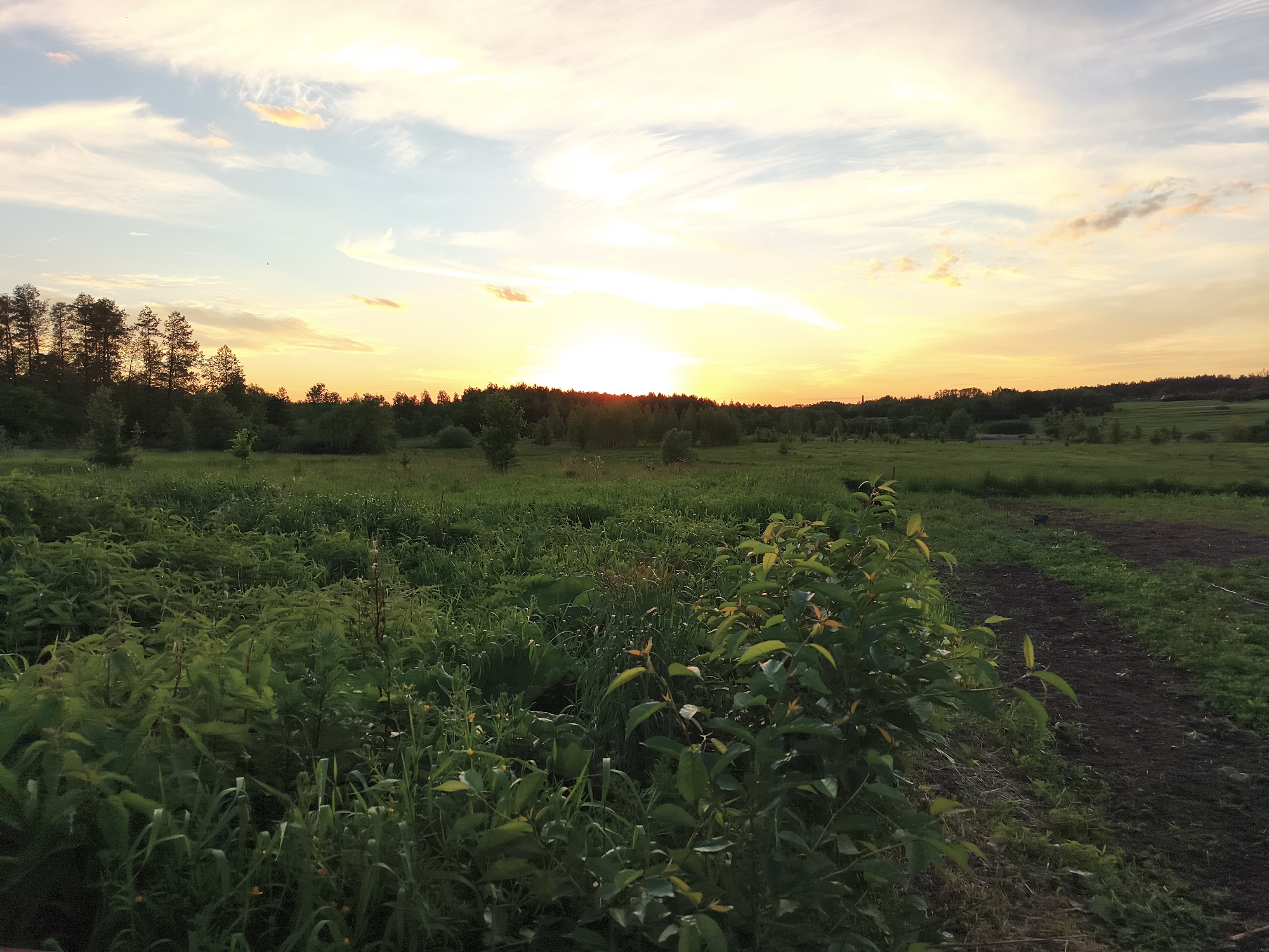 The image depicts a rural scene at sunset near Vyshevychi, Ukraine. A field of dense green vegetation occupies the foreground. In the midground, a line of trees is silhouetted against the setting sun. The sky is a mix of blue and yellow, with clouds scattered throughout. A dirt path runs along the right side of the image. No people are visible.