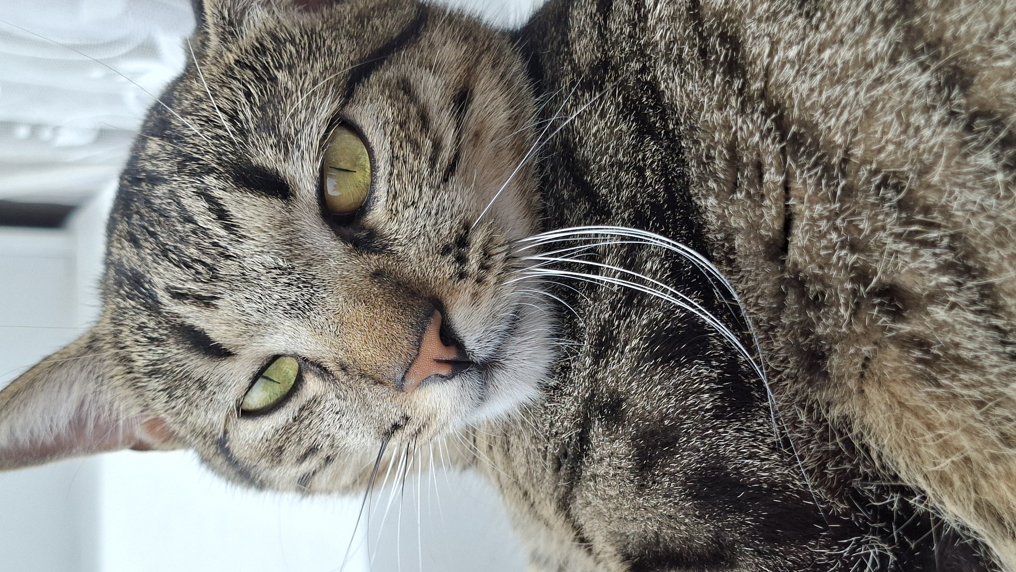 A close-up, eye-level shot captures the face of a tabby cat, likely in an indoor setting based on the blurred background which hints at a window with sheer curtains. The cat's fur displays a typical tabby pattern with dark stripes on a lighter brown and gray base. Its eyes are a striking green and yellow, with one eye looking directly at the camera and the other slightly averted. Prominent white whiskers fan out from the cat's muzzle, with some appearing particularly long and curved. The cat's nose is a soft pinkish-brown. The overall impression is of a relaxed or contemplative animal. There is no visible indication of the specific location within Забалоцкі сельскі Савет, Belarus.