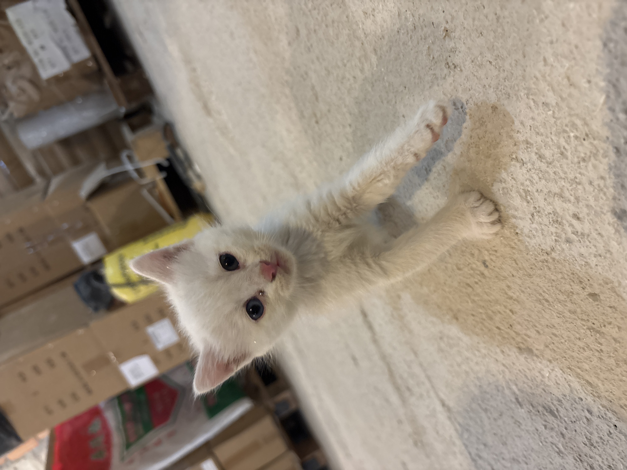 A small, white kitten with blue eyes lies on a light grey concrete surface. The kitten's paws are extended and facing the camera. Partially visible in the background are stacked cardboard boxes, some with red and green elements, suggesting a storage area or warehouse environment. The location is Tivat, Montenegro.